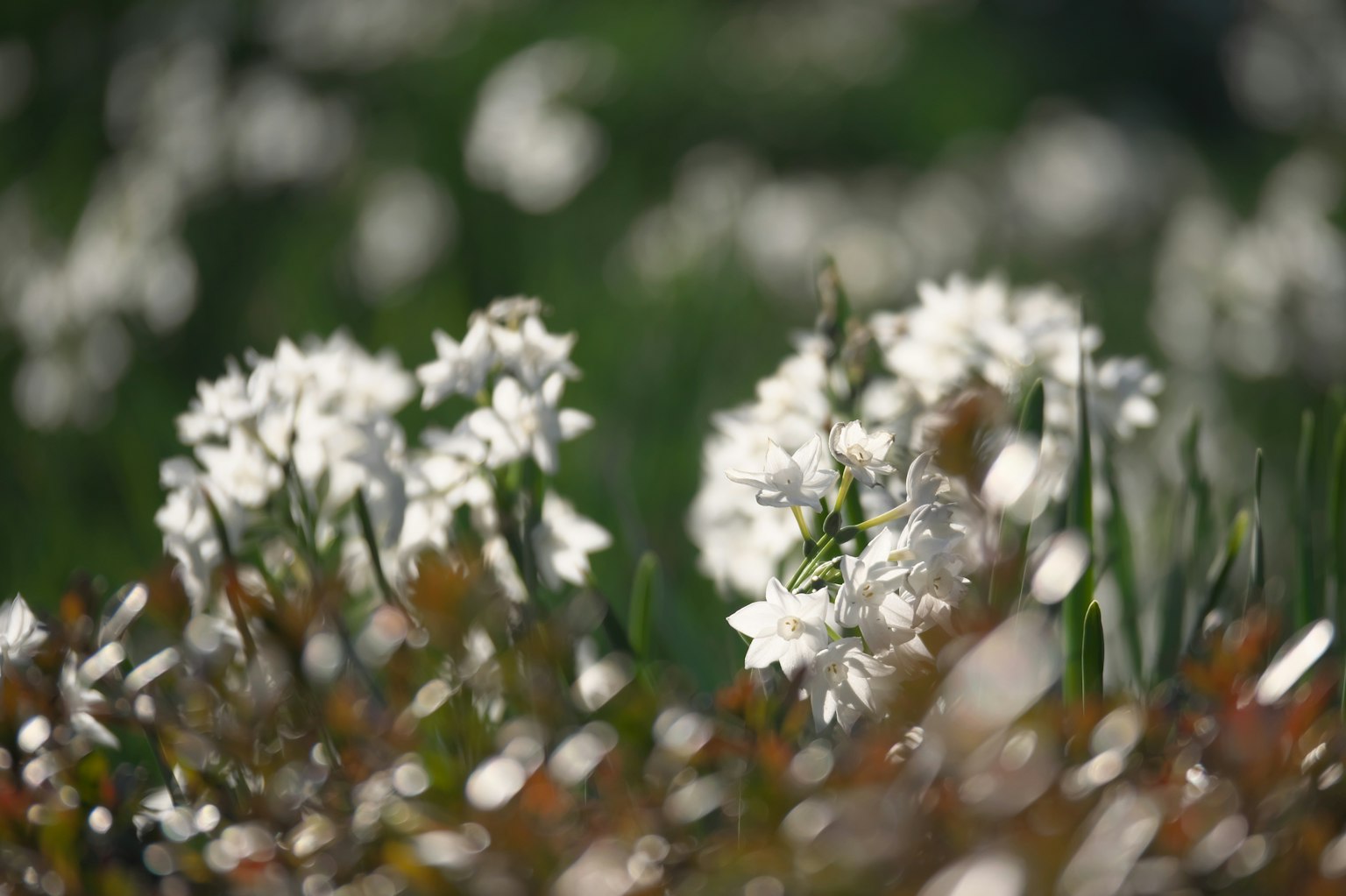 Cận cảnh hoa trắng trong khung cảnh tự nhiên