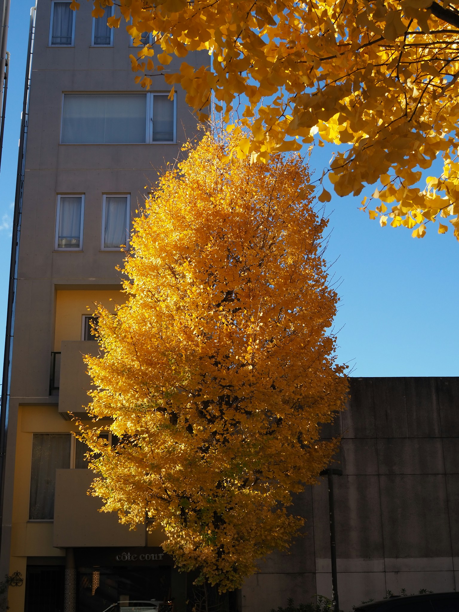 Tall tree with vibrant yellow leaves against a clear blue sky