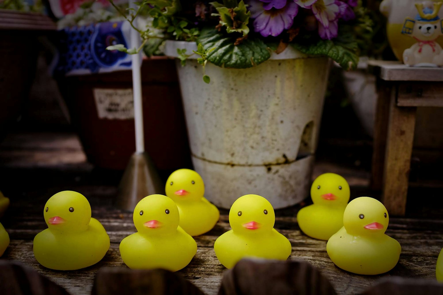 Sejajar bebek karet kuning di depan pot bunga dengan bunga ungu