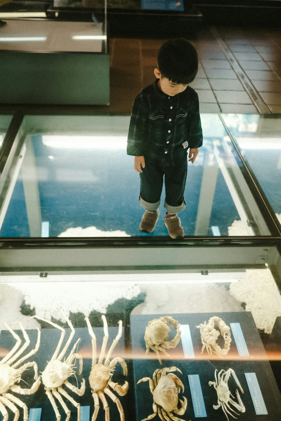 child standing by an aquarium display with marine specimens