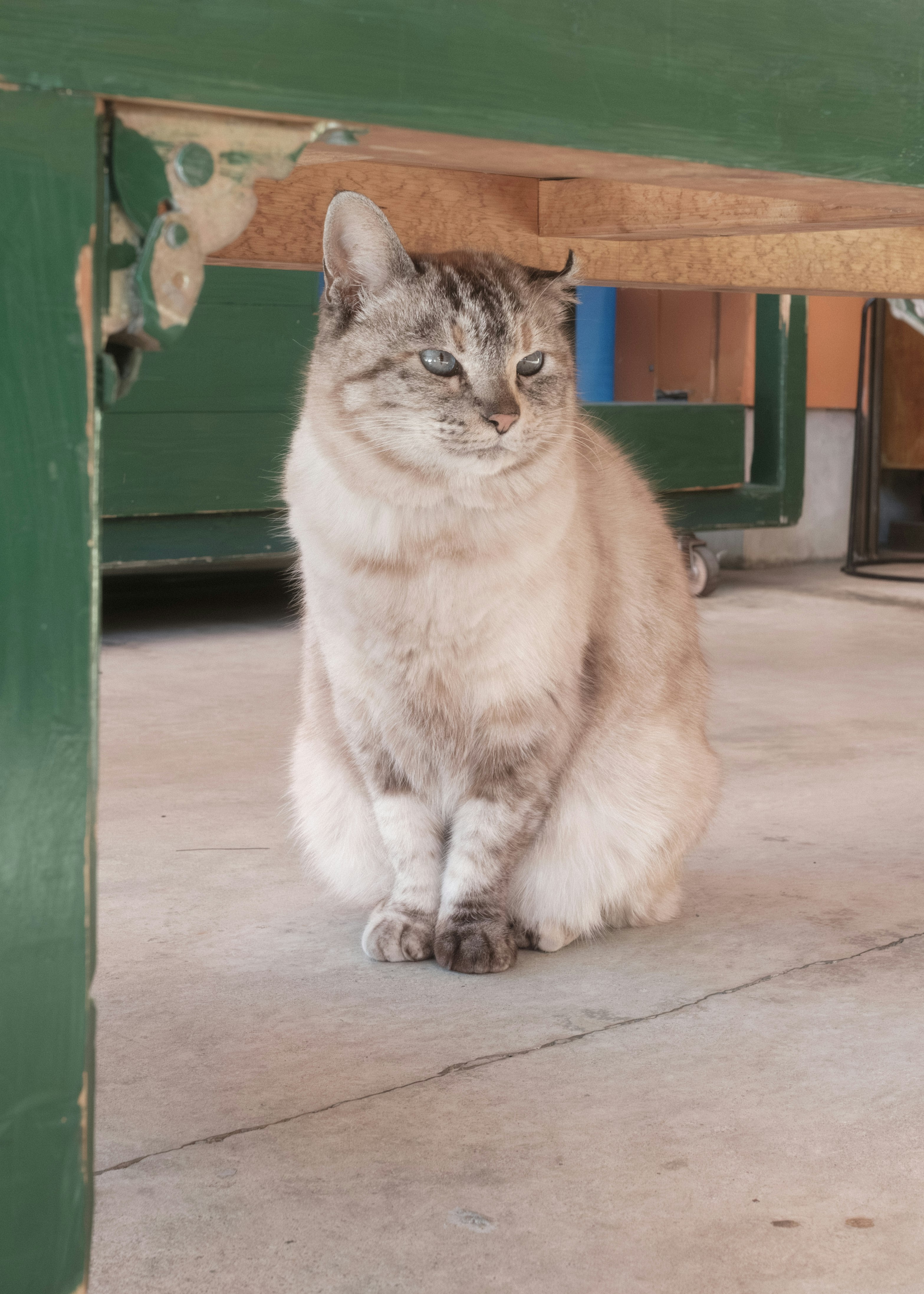 kucing di depan toko di kota pelabuhan Nachikatsuura