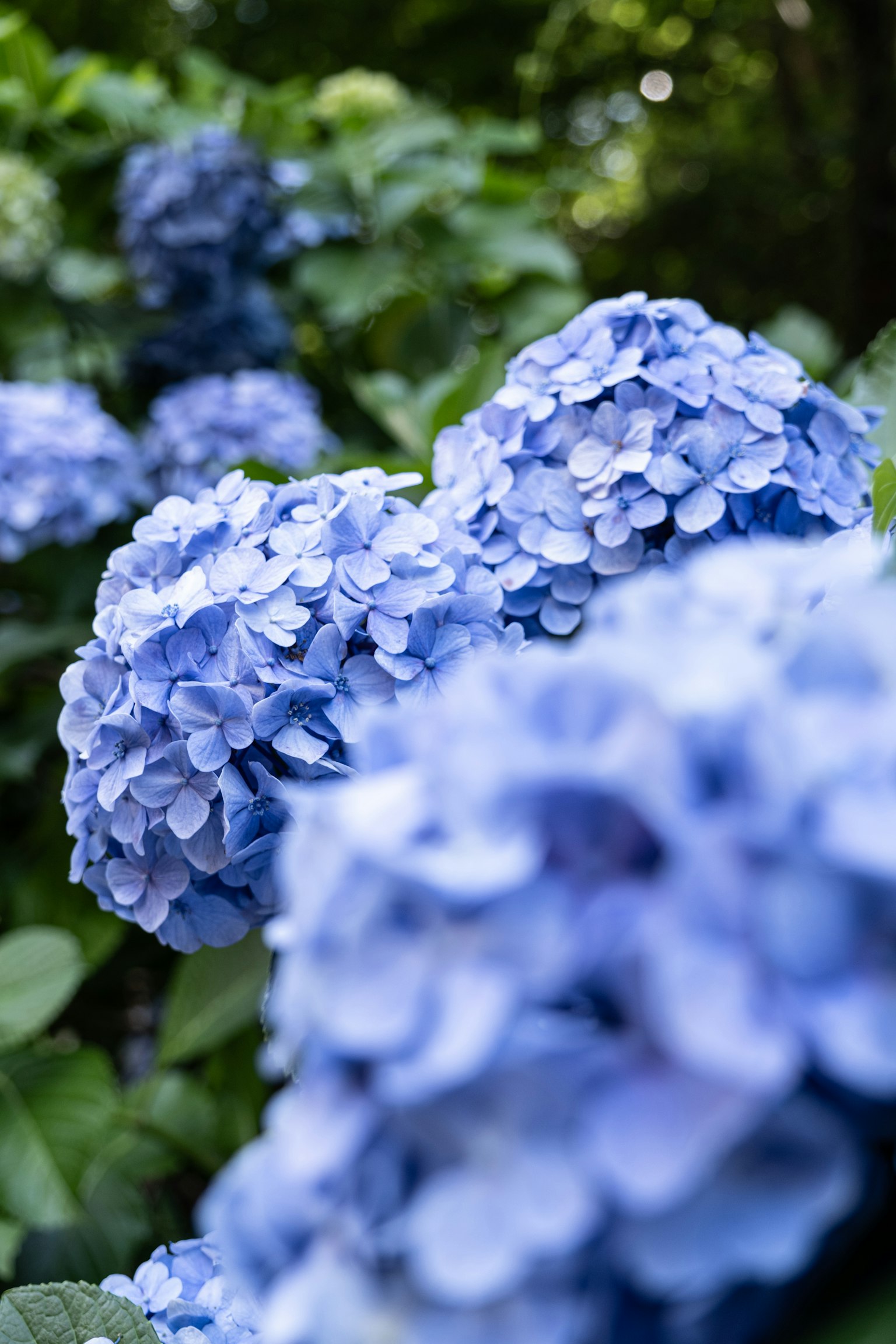 花园中蓝色绣球花的特写