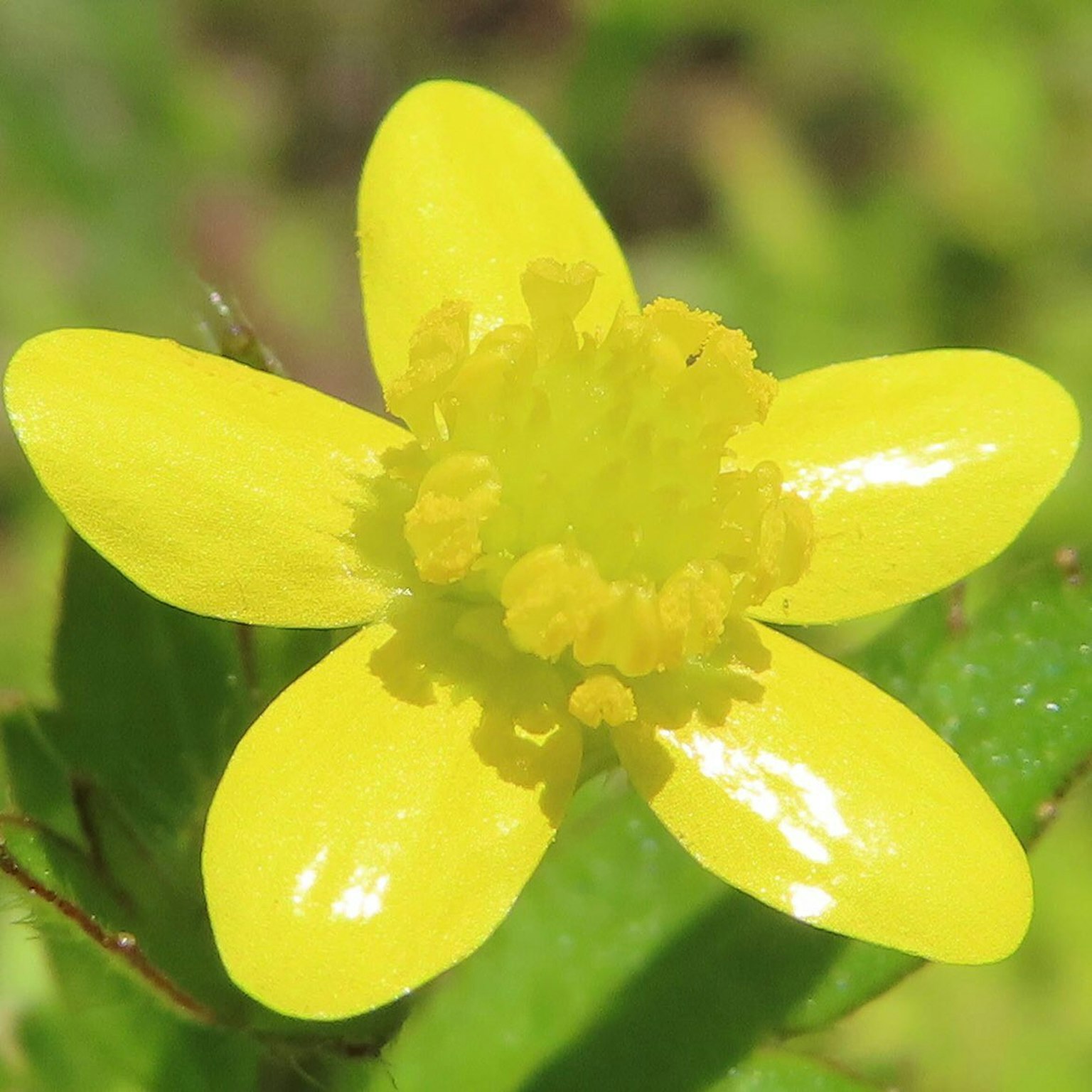 Nahaufnahme einer lebhaften gelben Blume umgeben von grünen Blättern