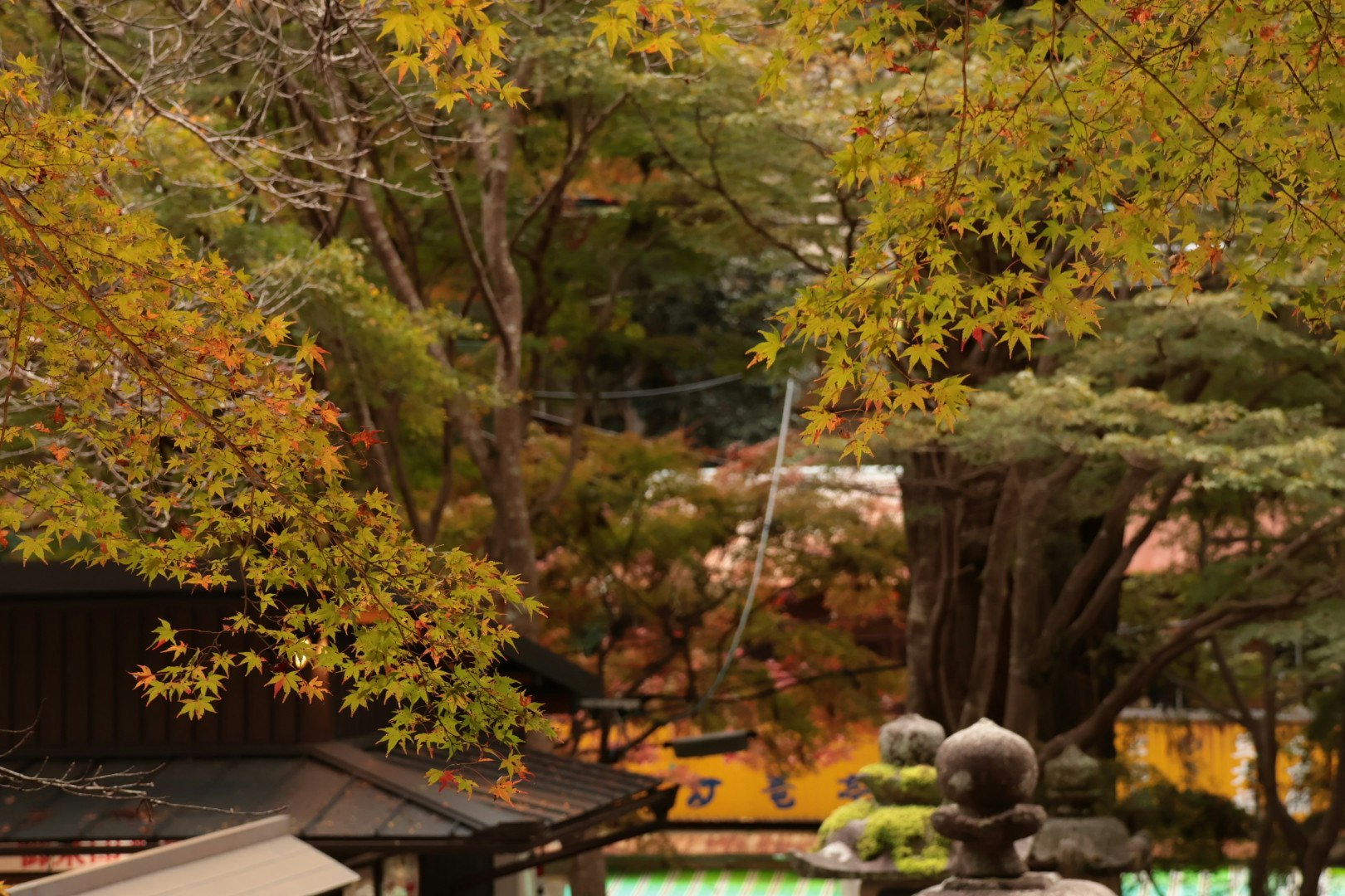 Scène de jardin d’automne avec feuilles d’érable et toits
