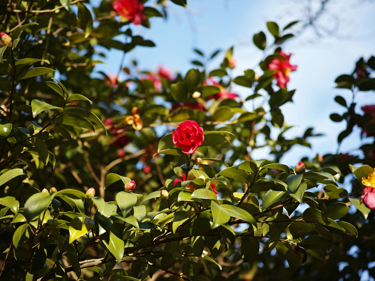 Camellia bush with red flowers and green leaves