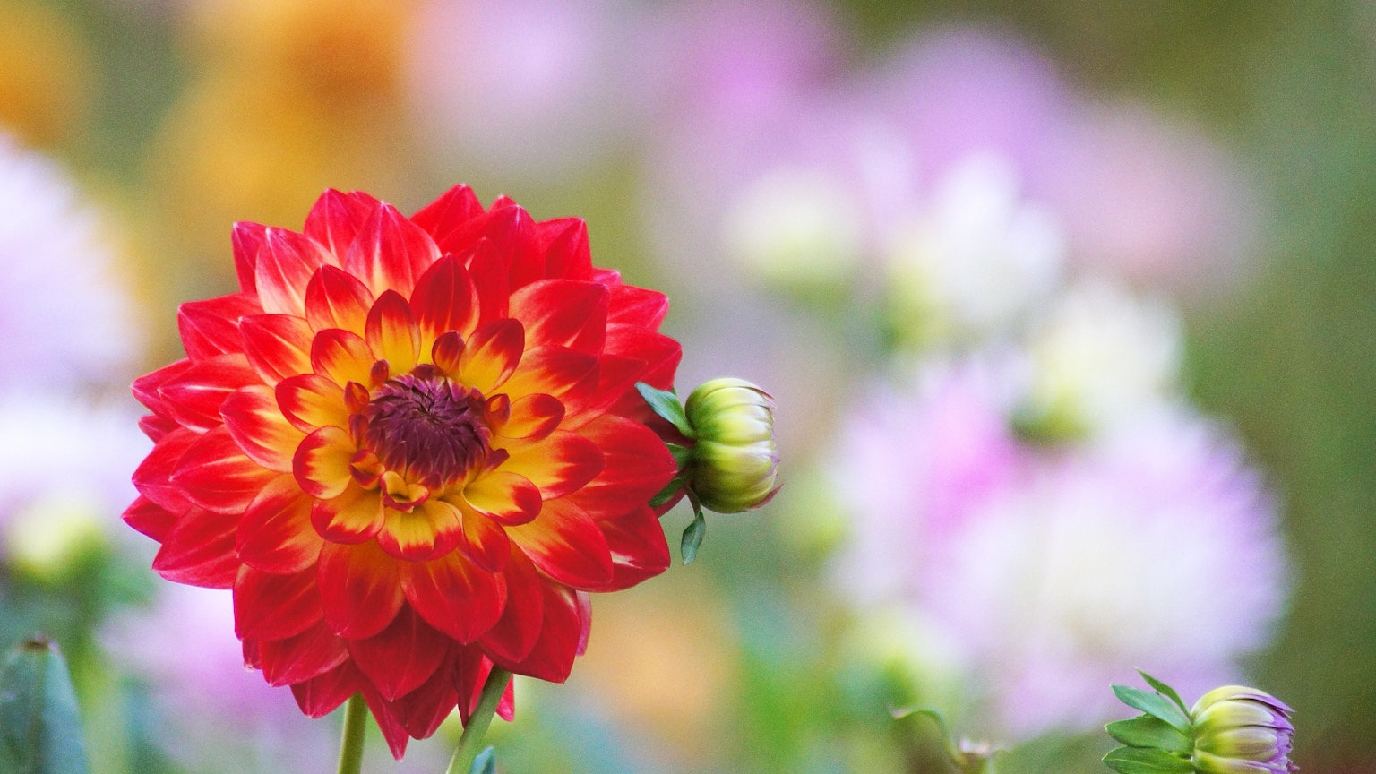 Un grande fiore di dalia rosso e giallo in fiore circondato da fiori dai colori tenui