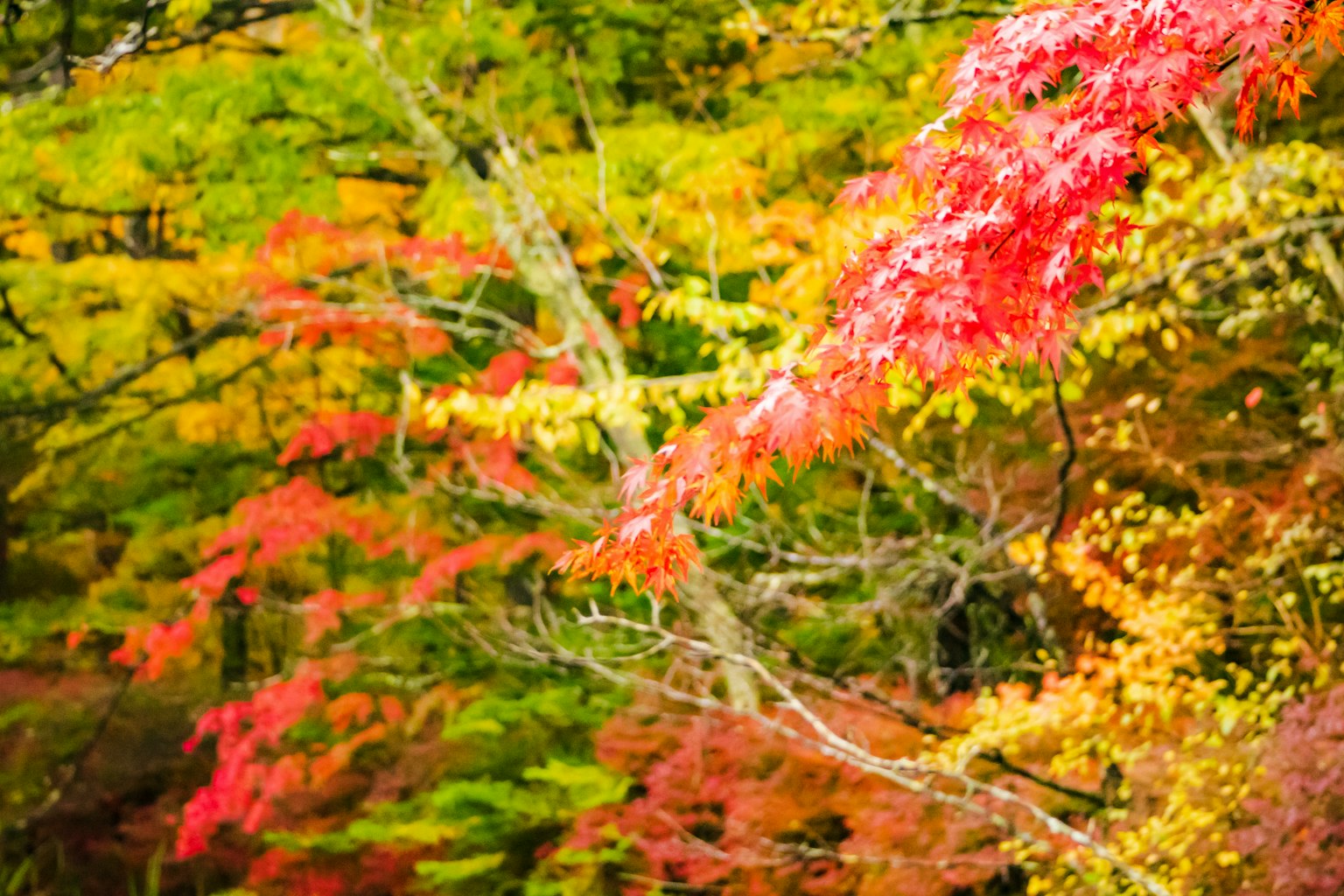 Follaje de otoño vibrante con hojas rojas y amarillas