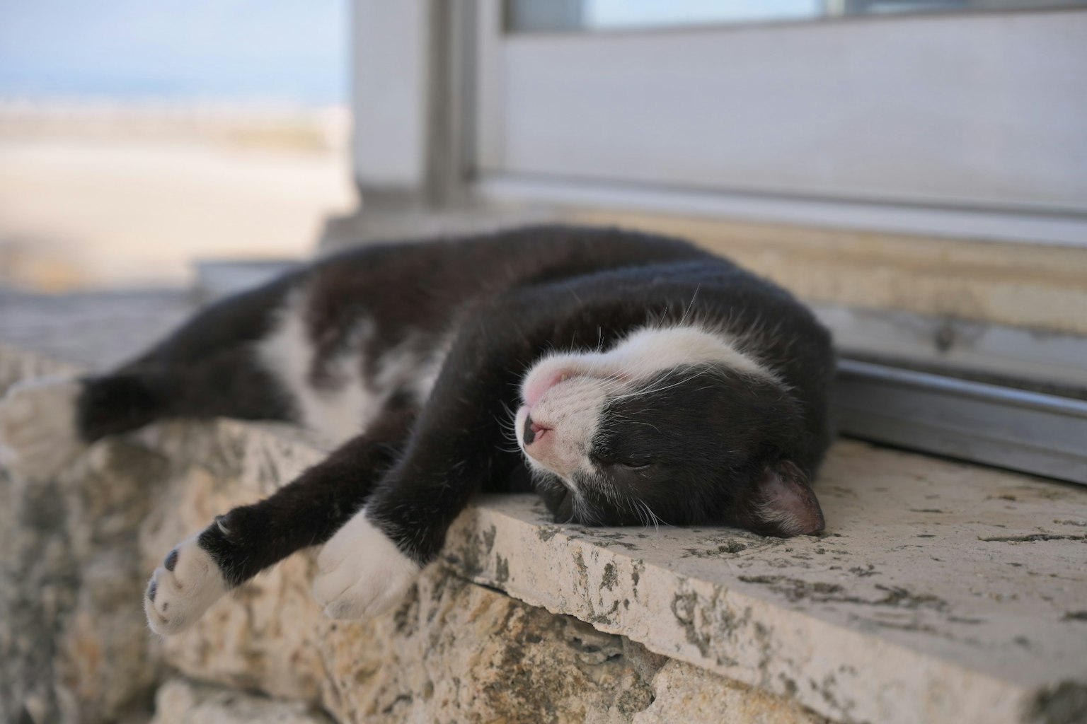 Un gatto nero e bianco sdraiato vicino a una finestra