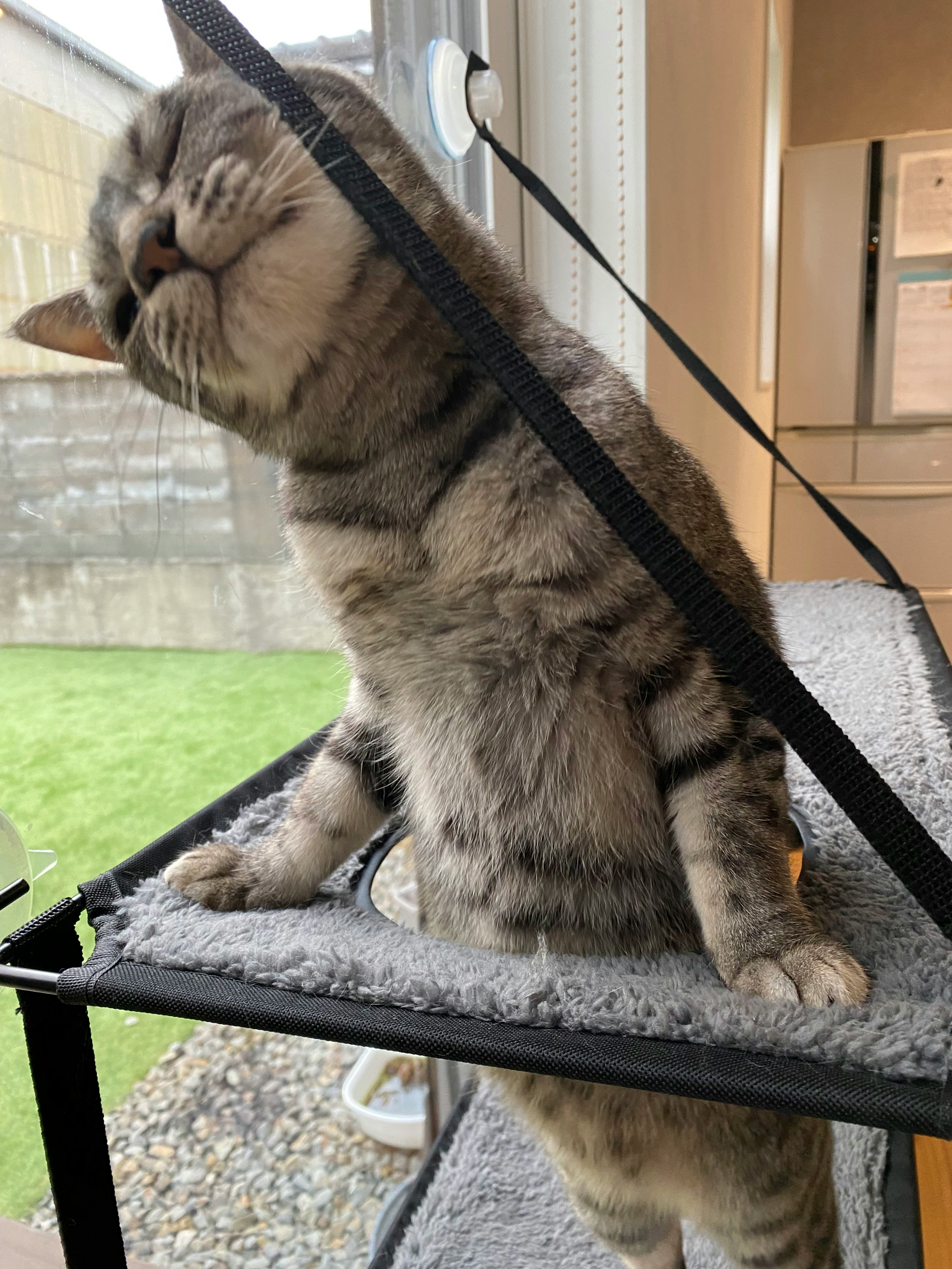 Kucing abu-abu memakai harness bersantai di balkon