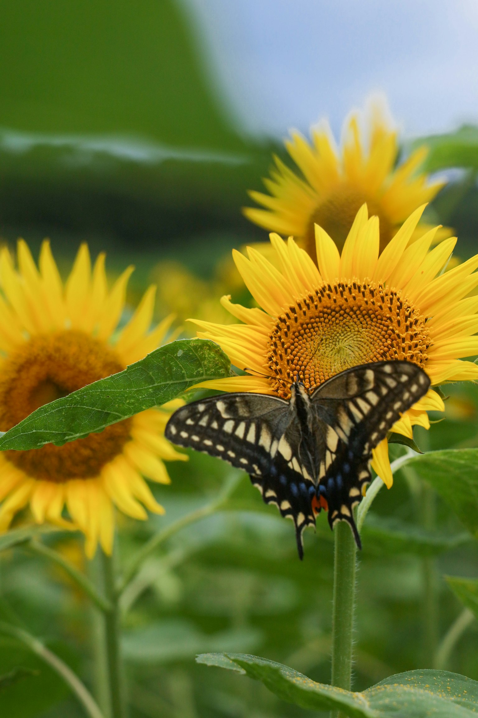 Ein schwarzer Schmetterling schwebt zwischen lebhaften Sonnenblumen