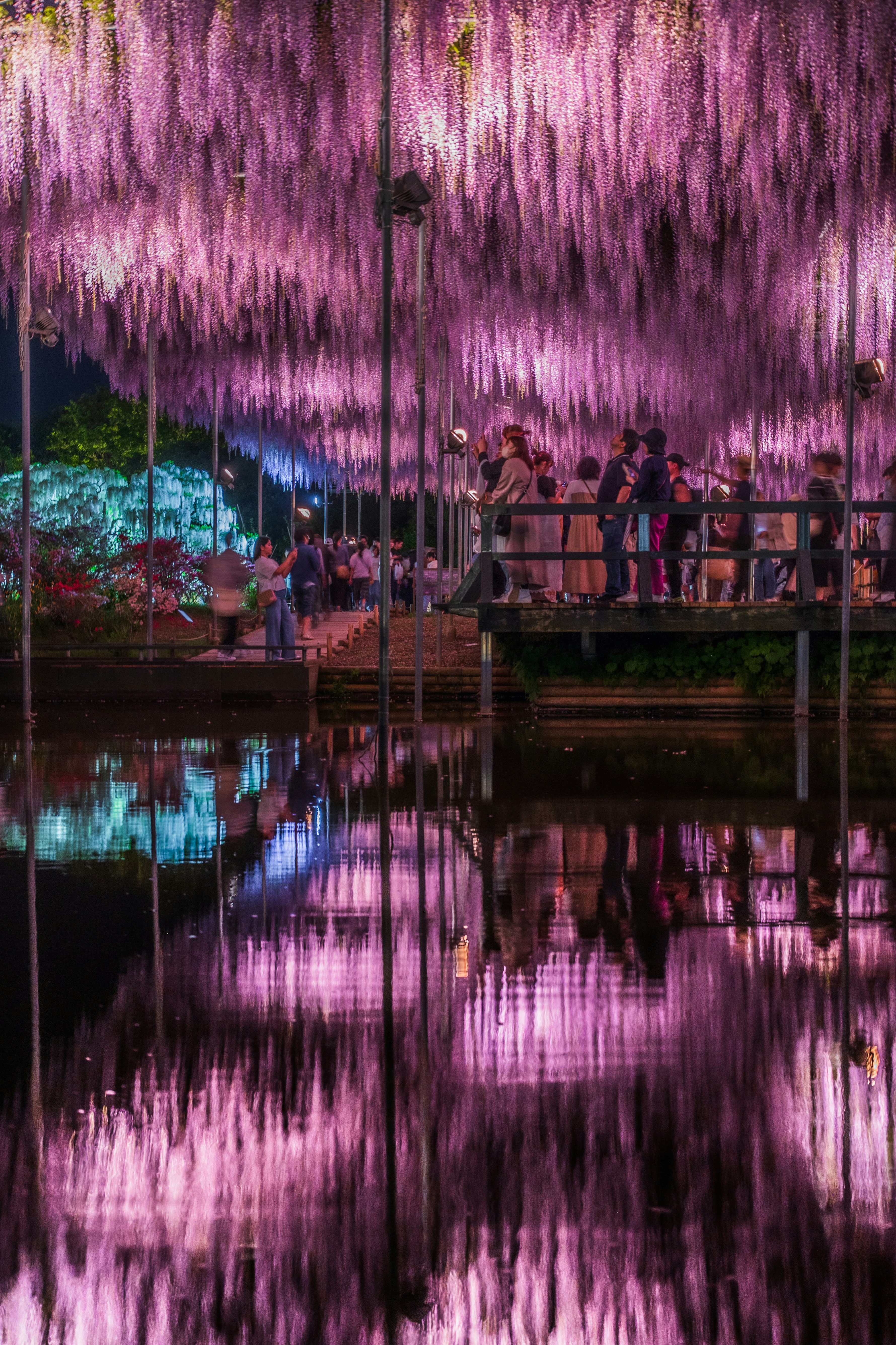 紫の藤の花が水面に映る夜の庭園のライトアップ