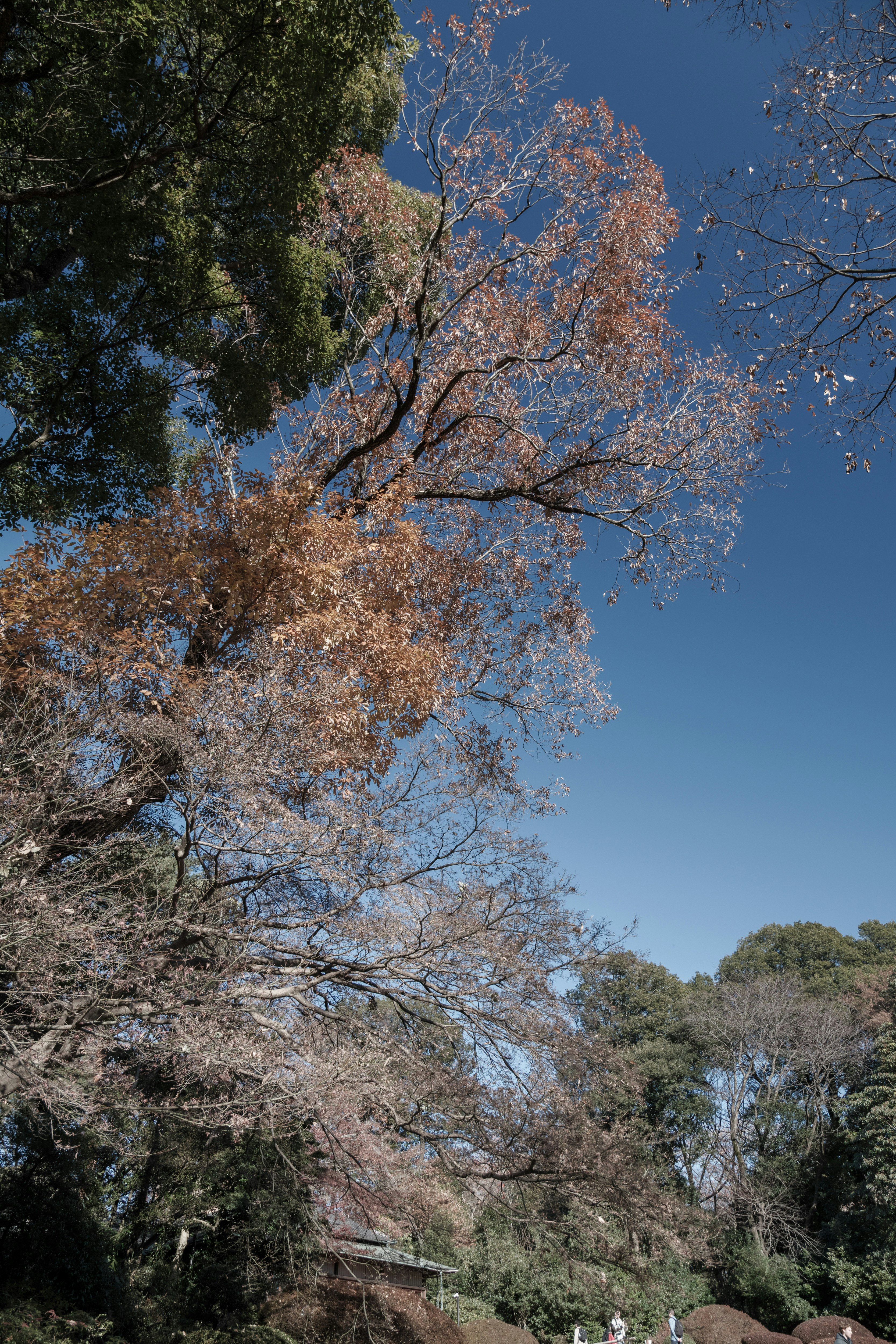明治神宮御苑の桜が咲く自然の風景