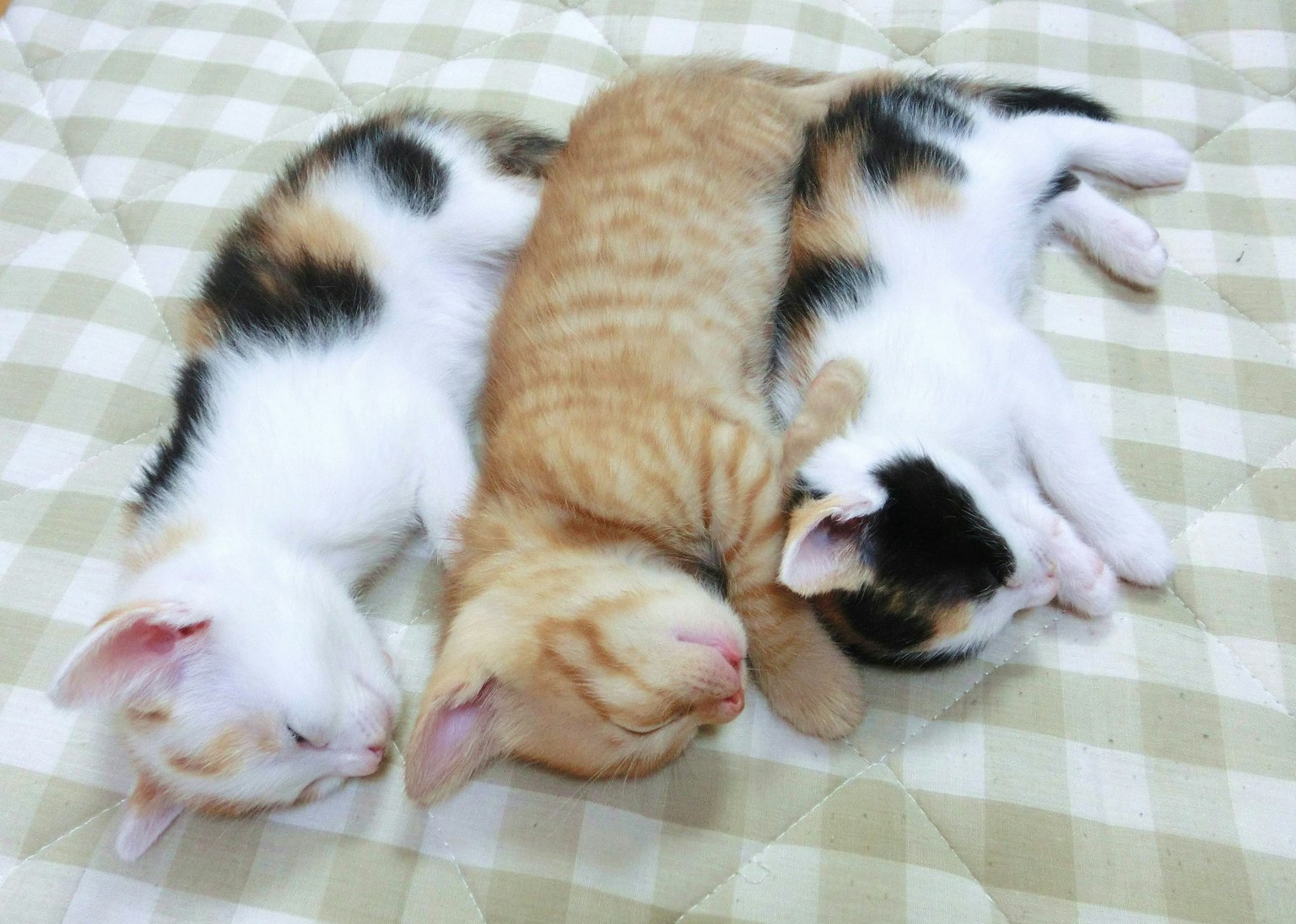 Tre gattini che si abbracciano mentre dormono