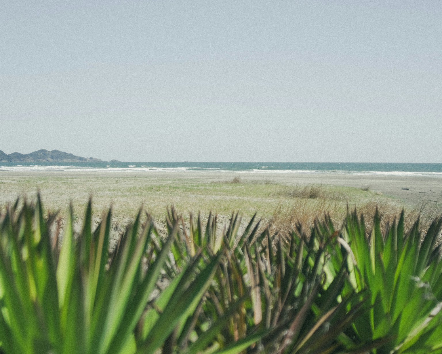 Coastal landscape with green plants and ocean view