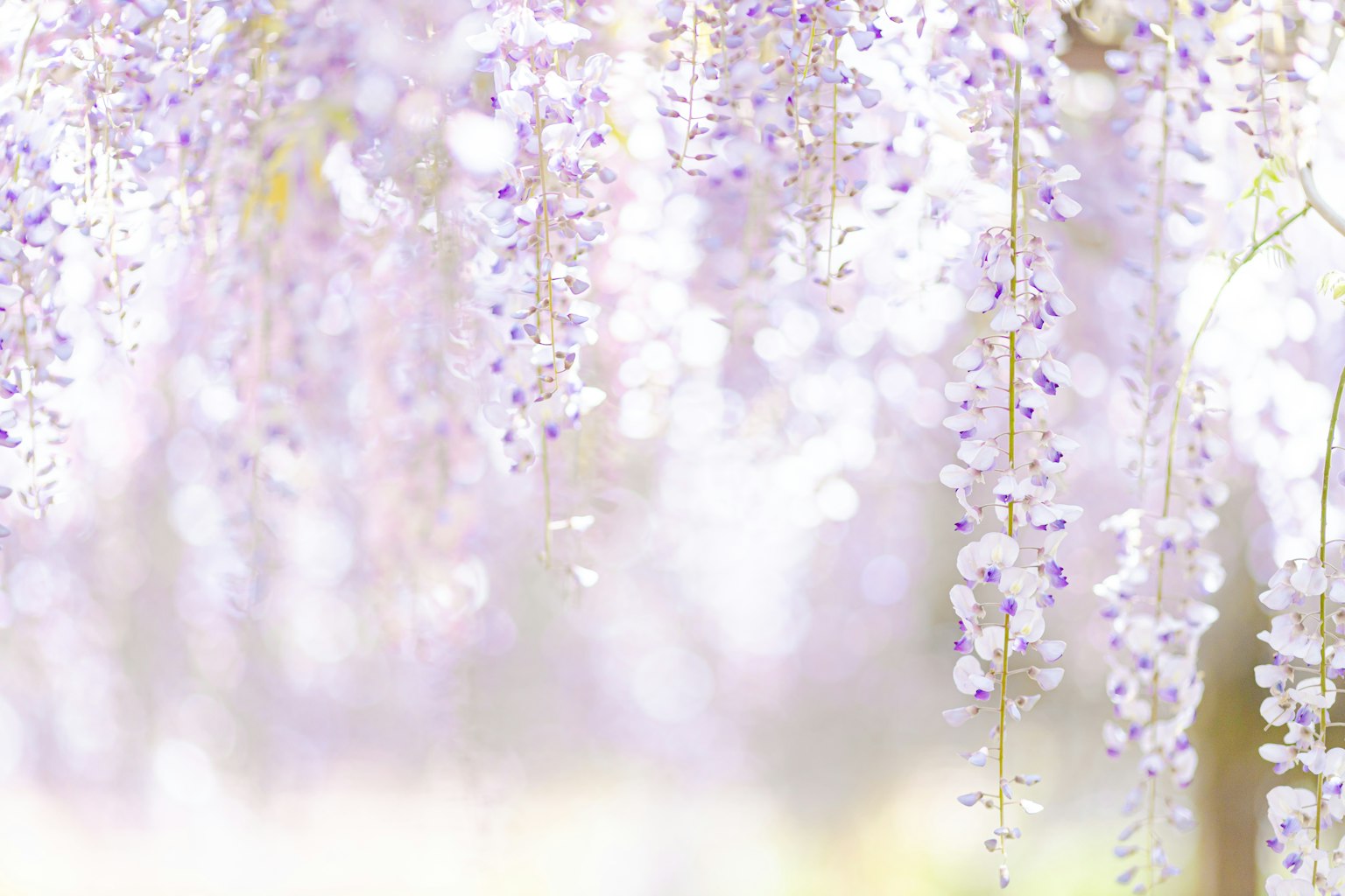 Schöne Szene mit hängenden hellvioletten Glyzinienblüten