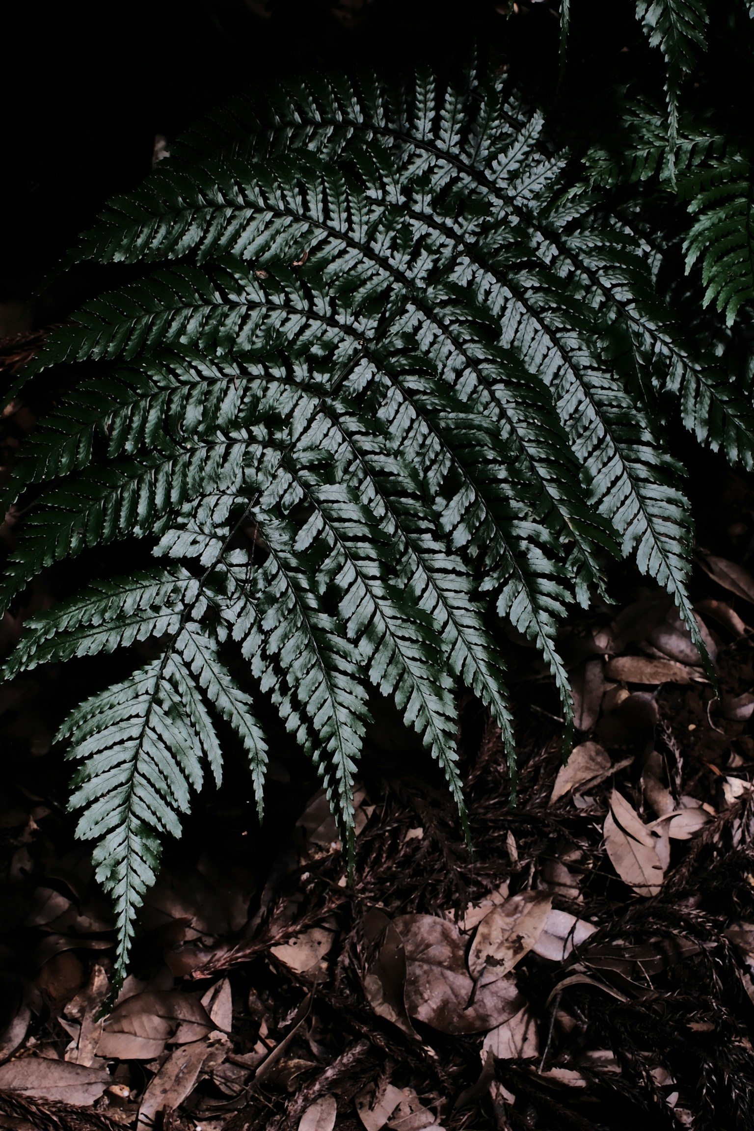 Gambar daun paku hijau di latar belakang gelap