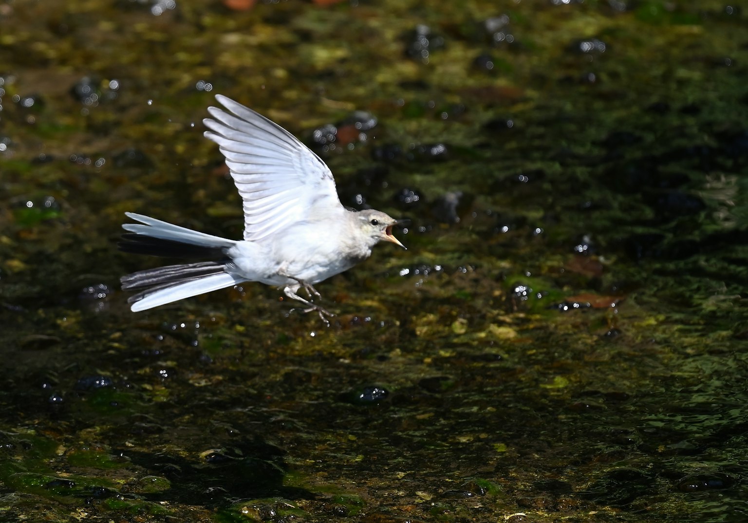 Un pájaro blanco volando sobre una superficie de agua