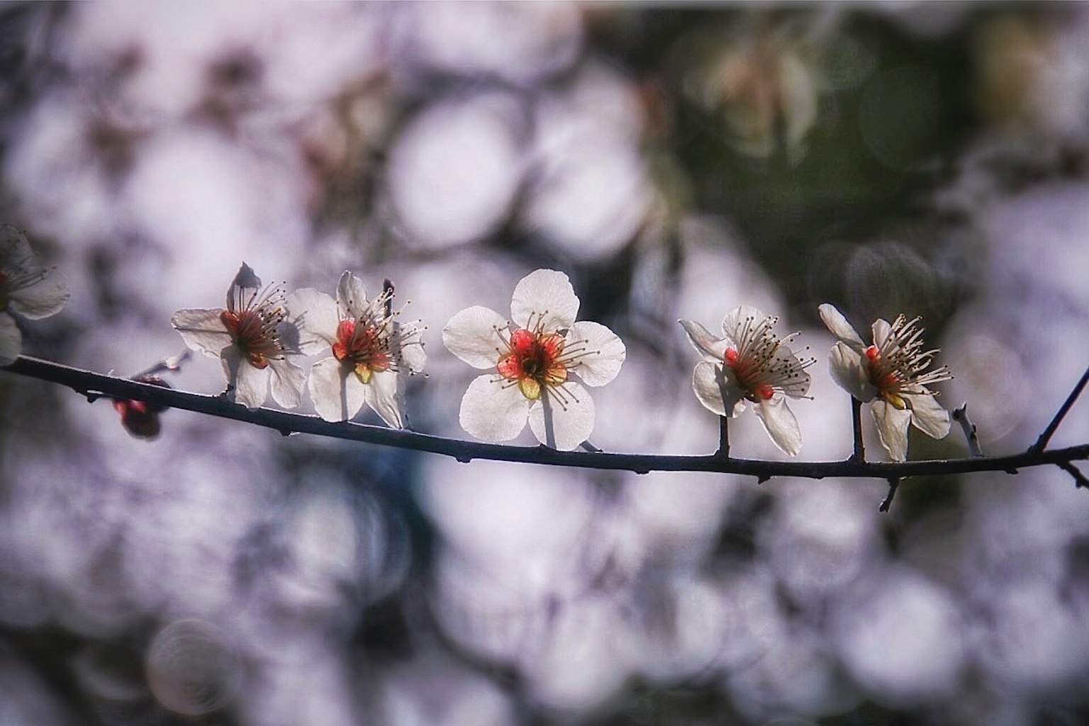 A branch with white flowers in bloom against a blurred background