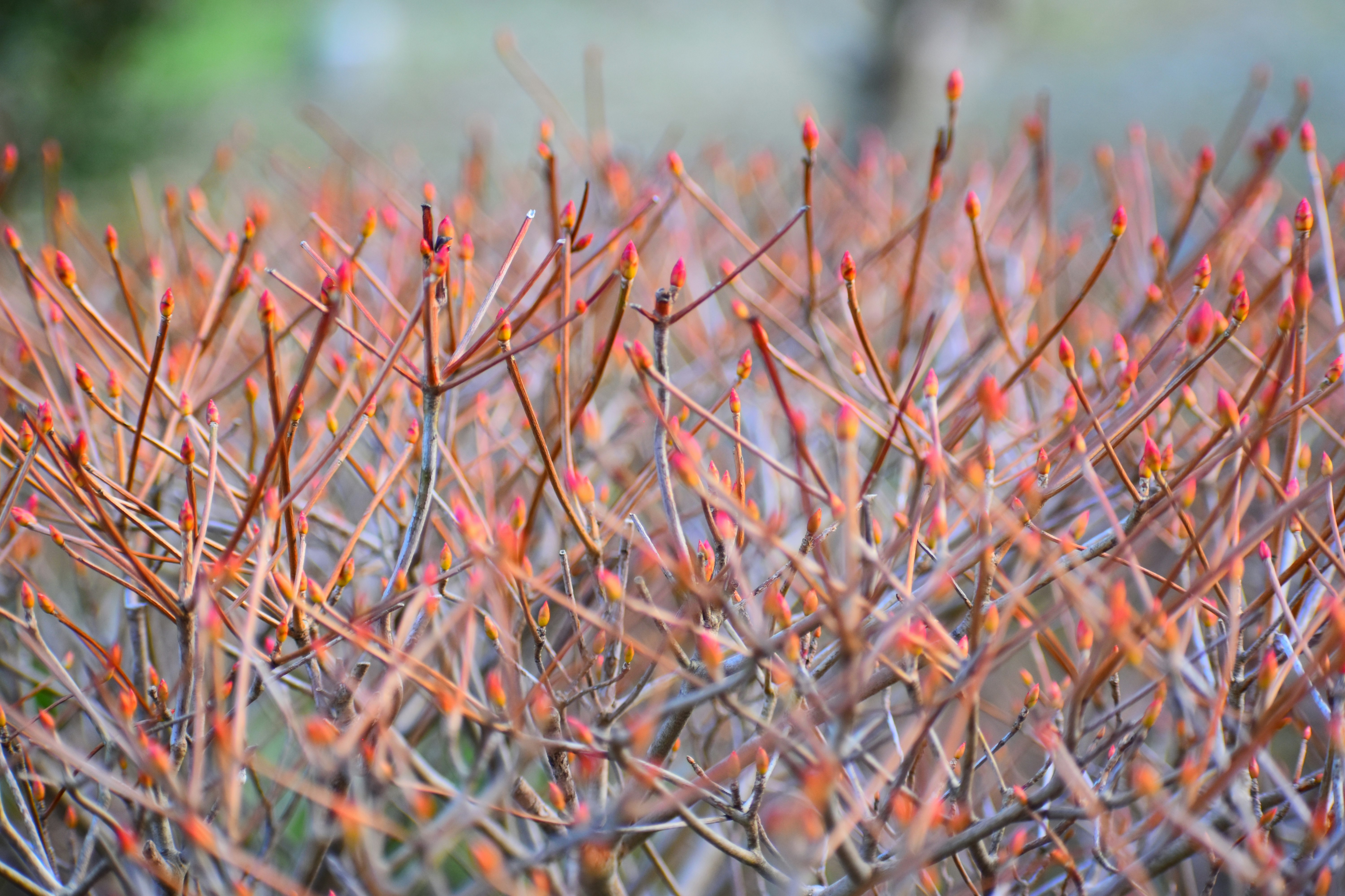 ドウダンツツジの芽吹き