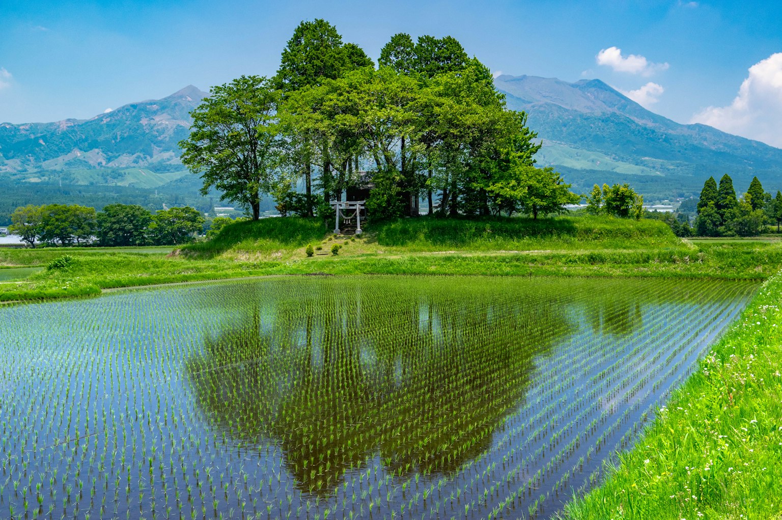 Pemandangan indah dengan sawah hijau dan pegunungan di latar belakang