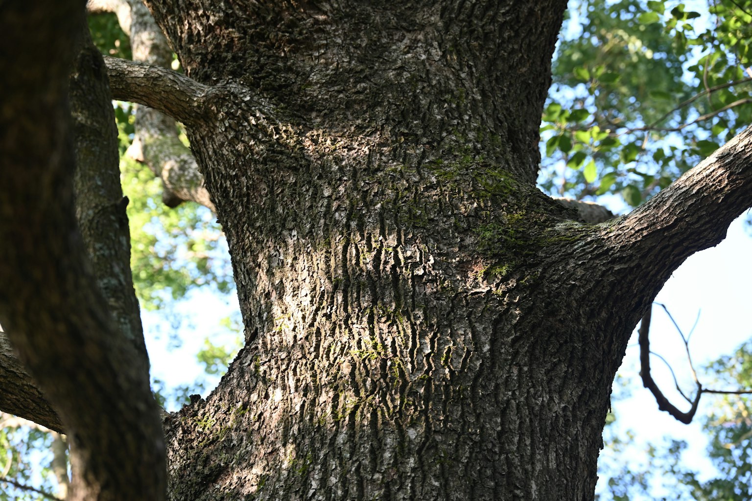 Texture détaillée d'un grand tronc d'arbre avec des feuilles vertes