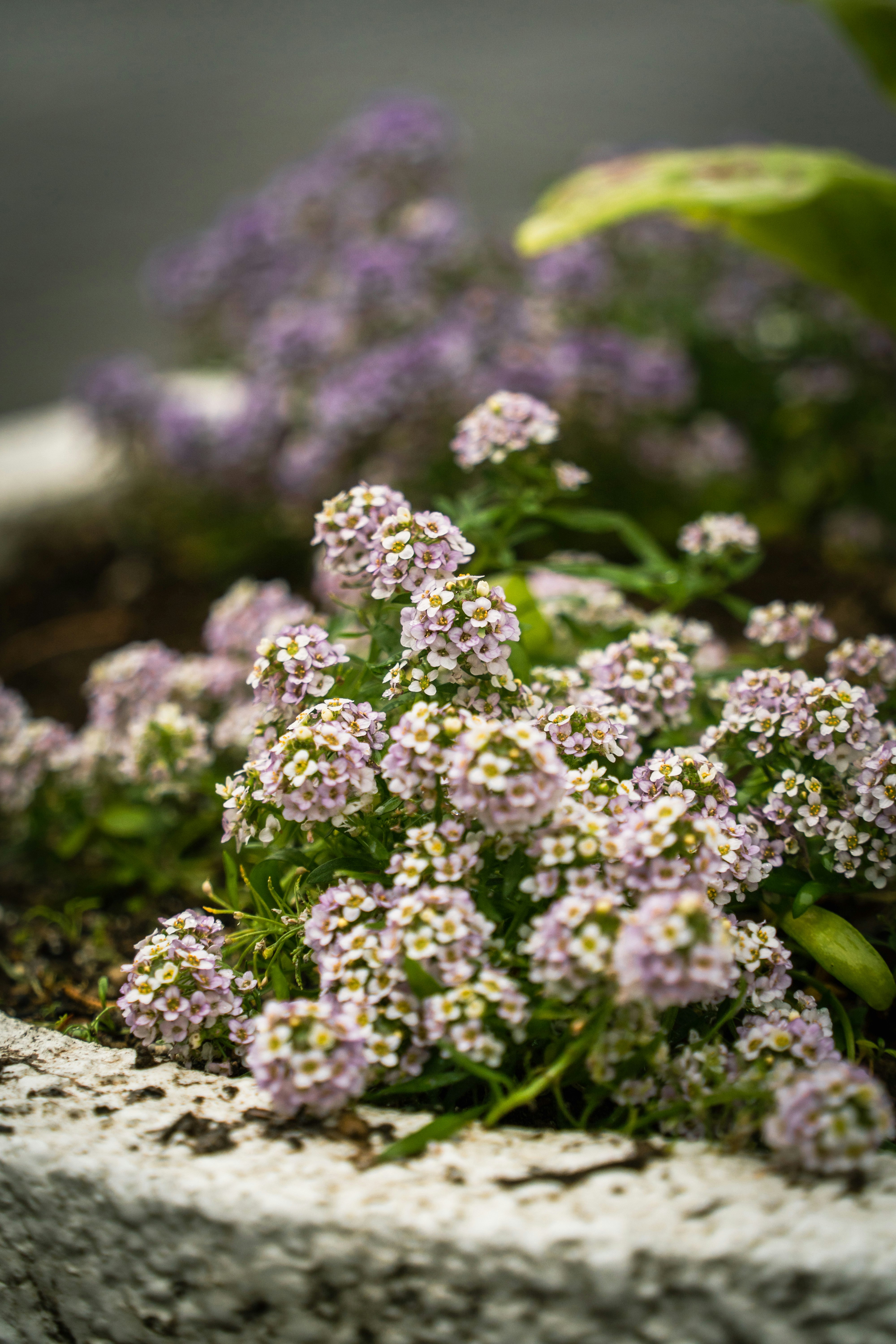 石の縁に咲く小さな花の群れ