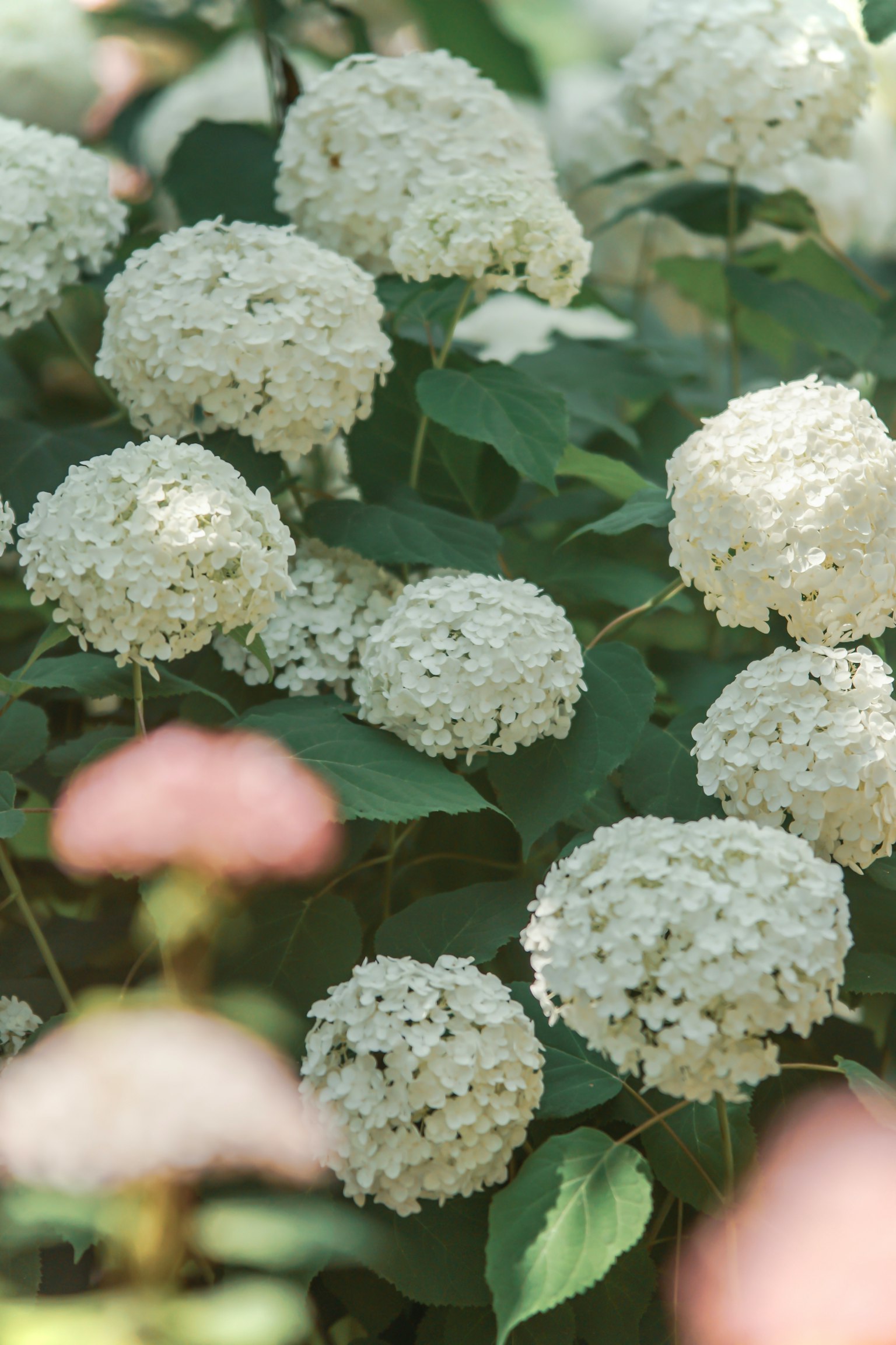 A cluster of white hydrangea flowers blooming abundantly