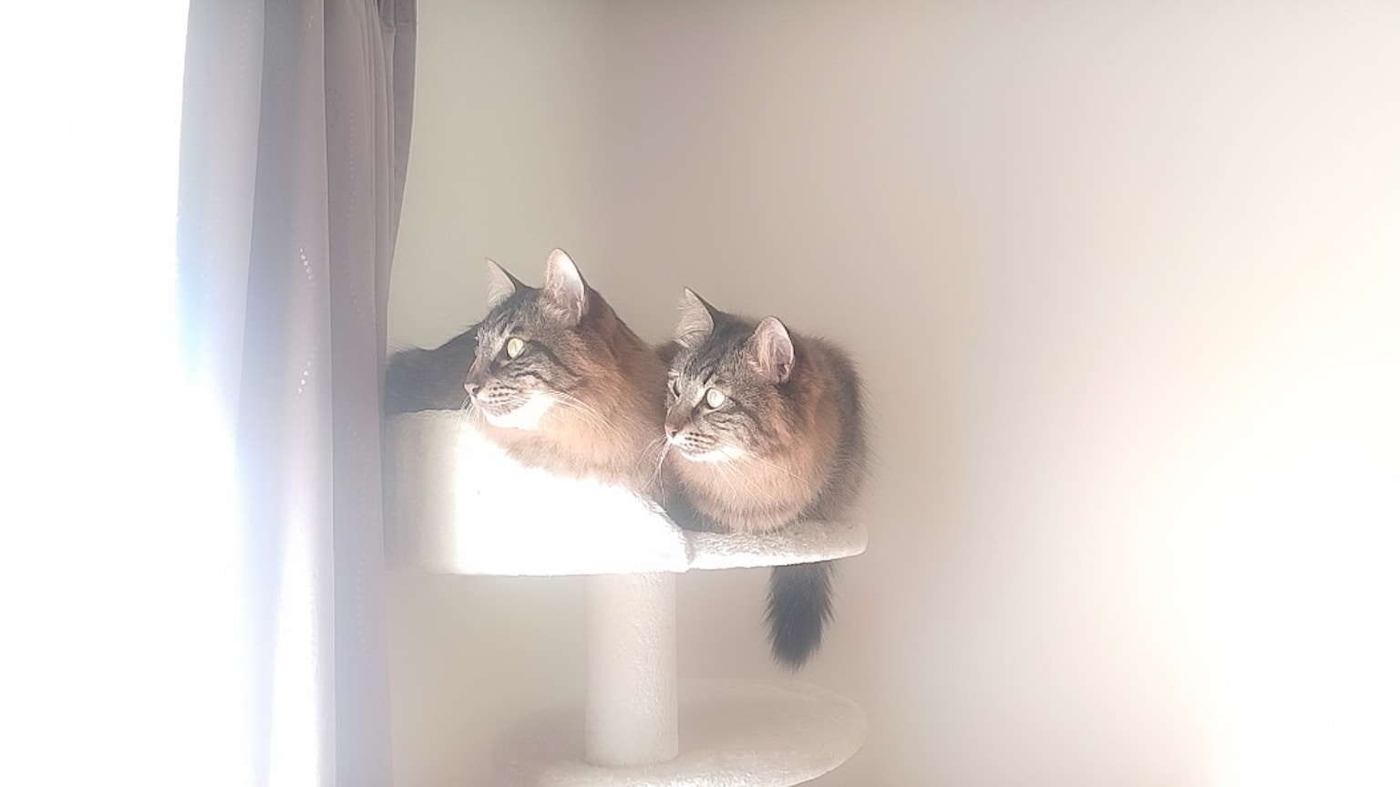 Deux chats reposant côte à côte sur une étagère d'arbre à chat