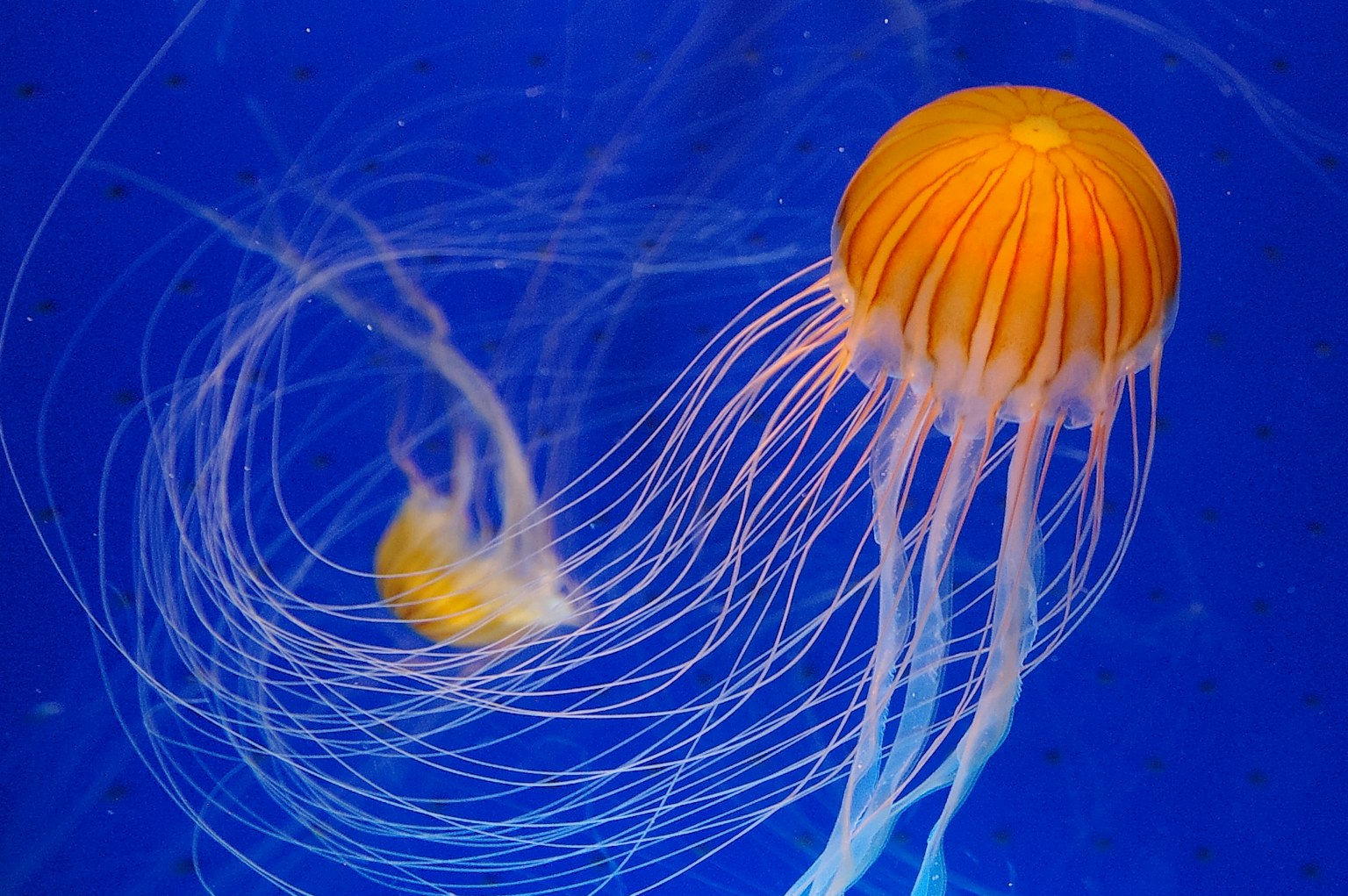Une méduse orange flottant dans l'eau bleue avec de longues tentacules