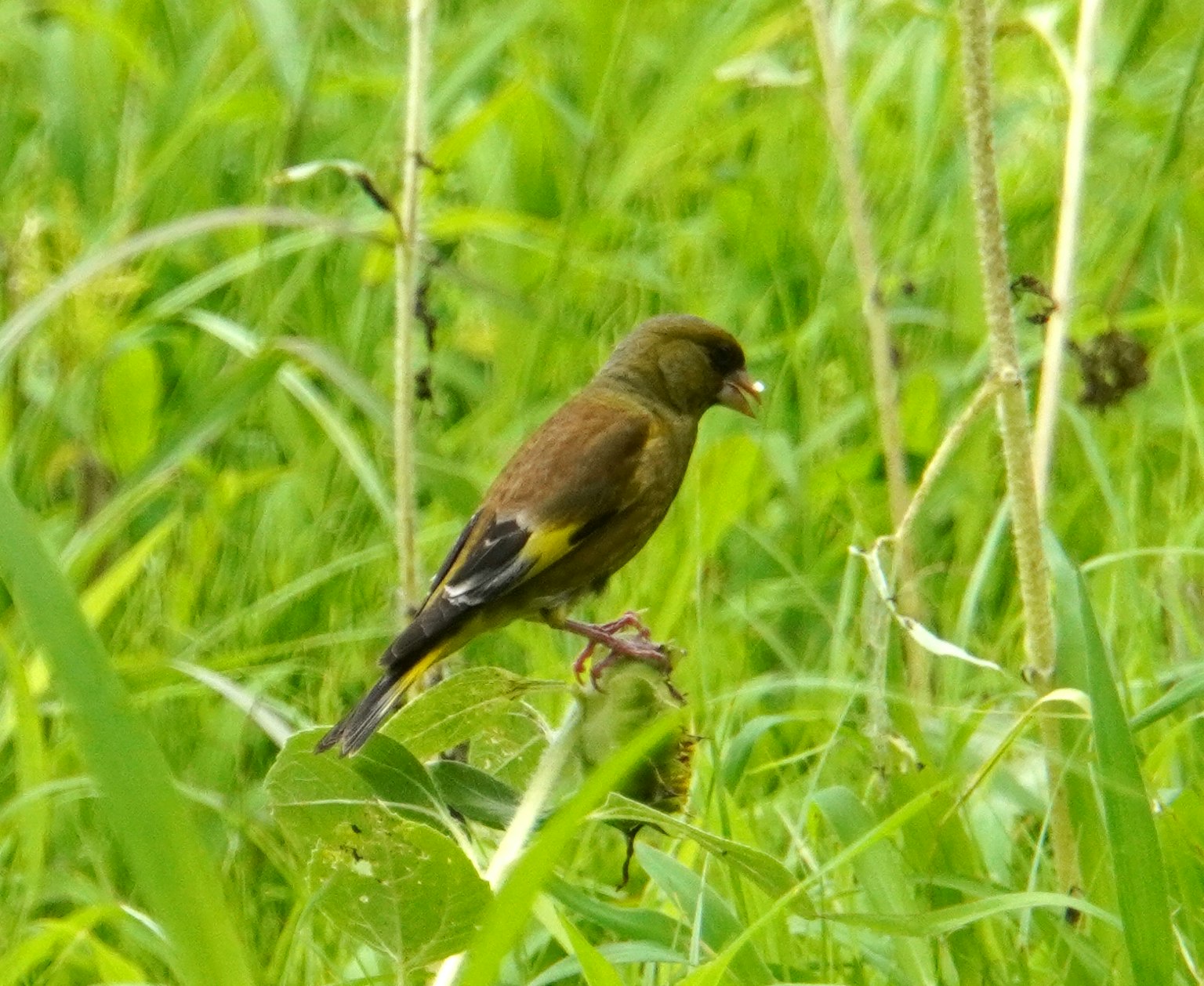 Seitenansicht eines kleinen Vogels im grünen Gras