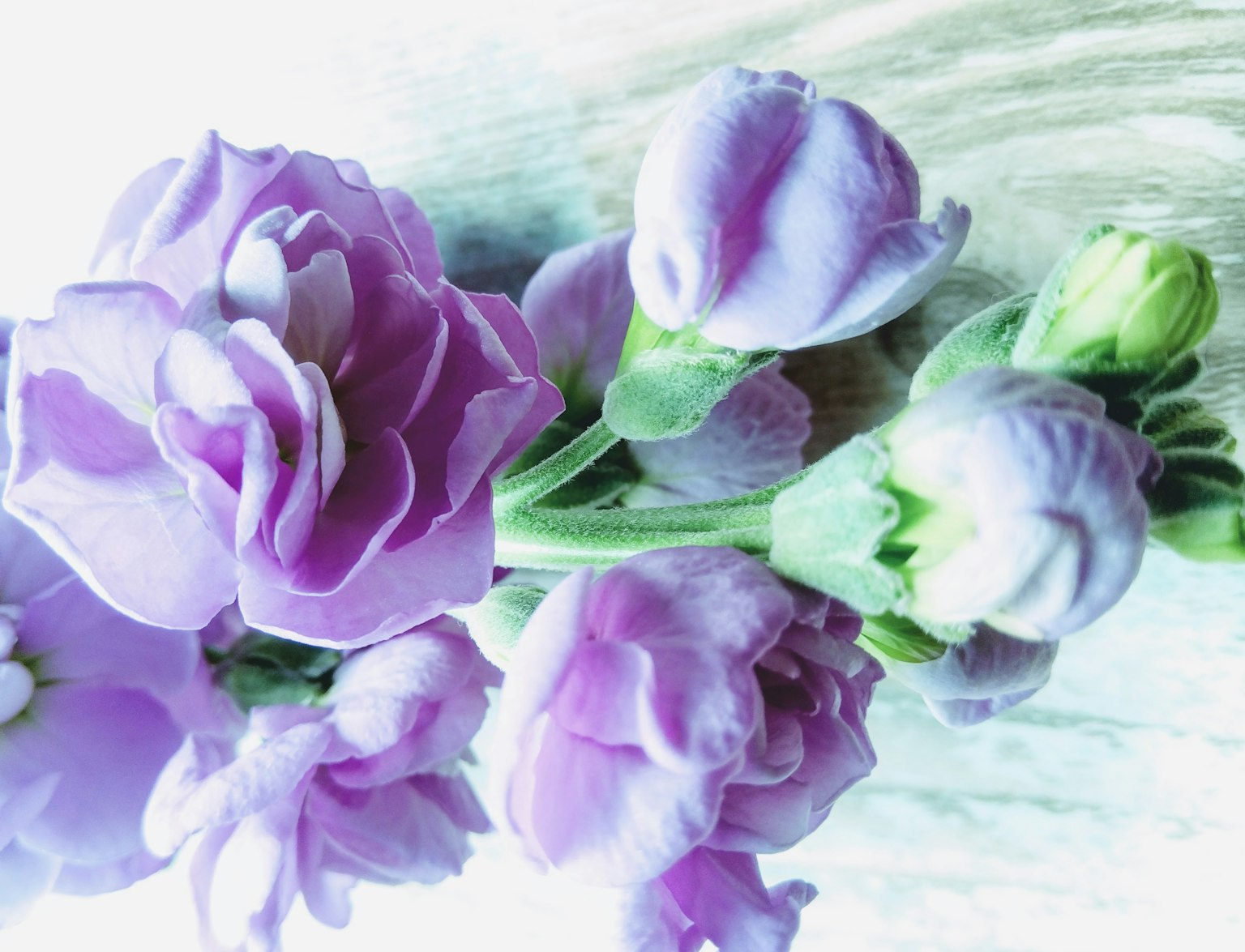 Ein Strauß aus sanften lila Blumen schön arrangiert