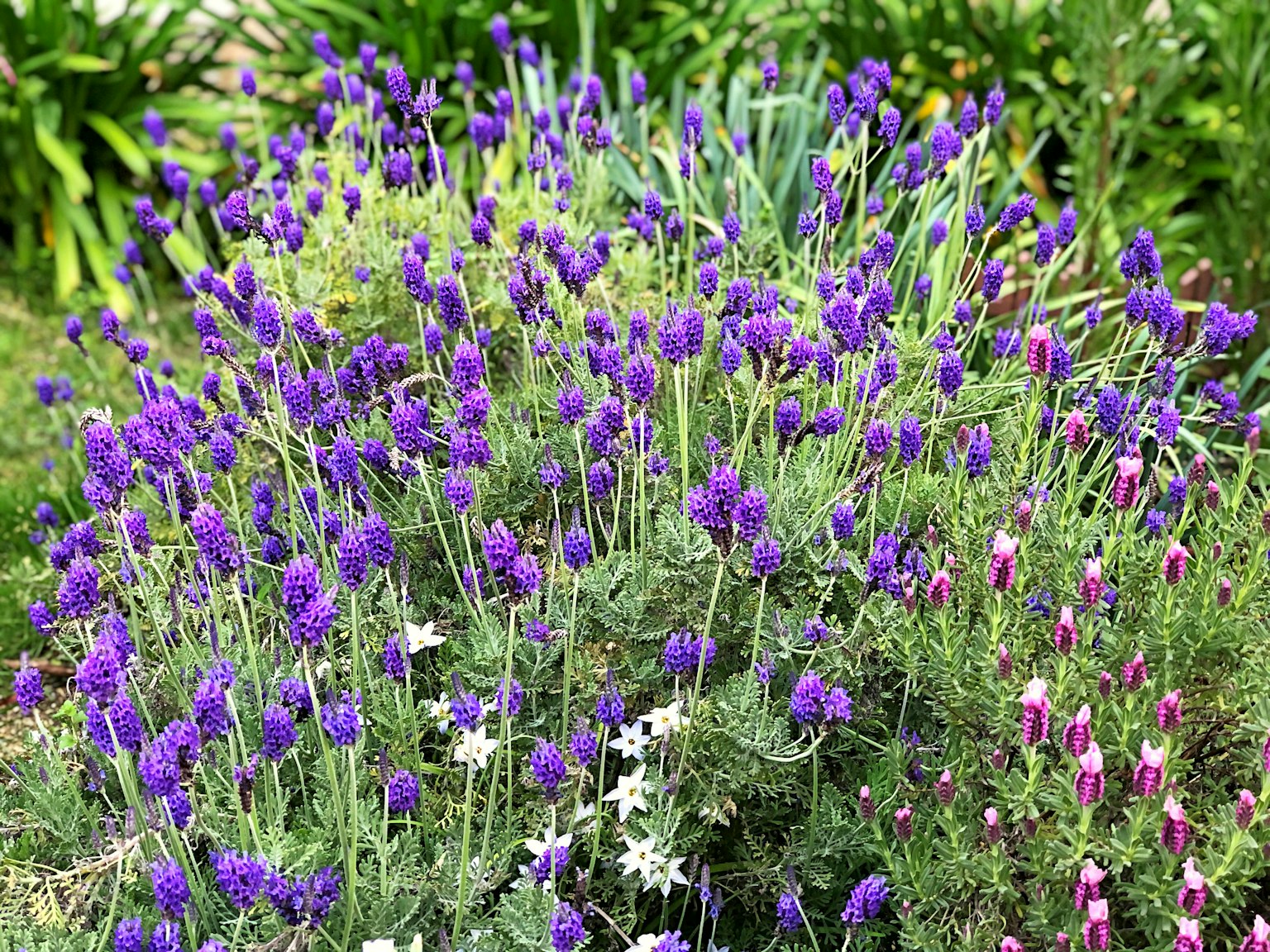 A garden scene featuring vibrant purple lavender and white flowers
