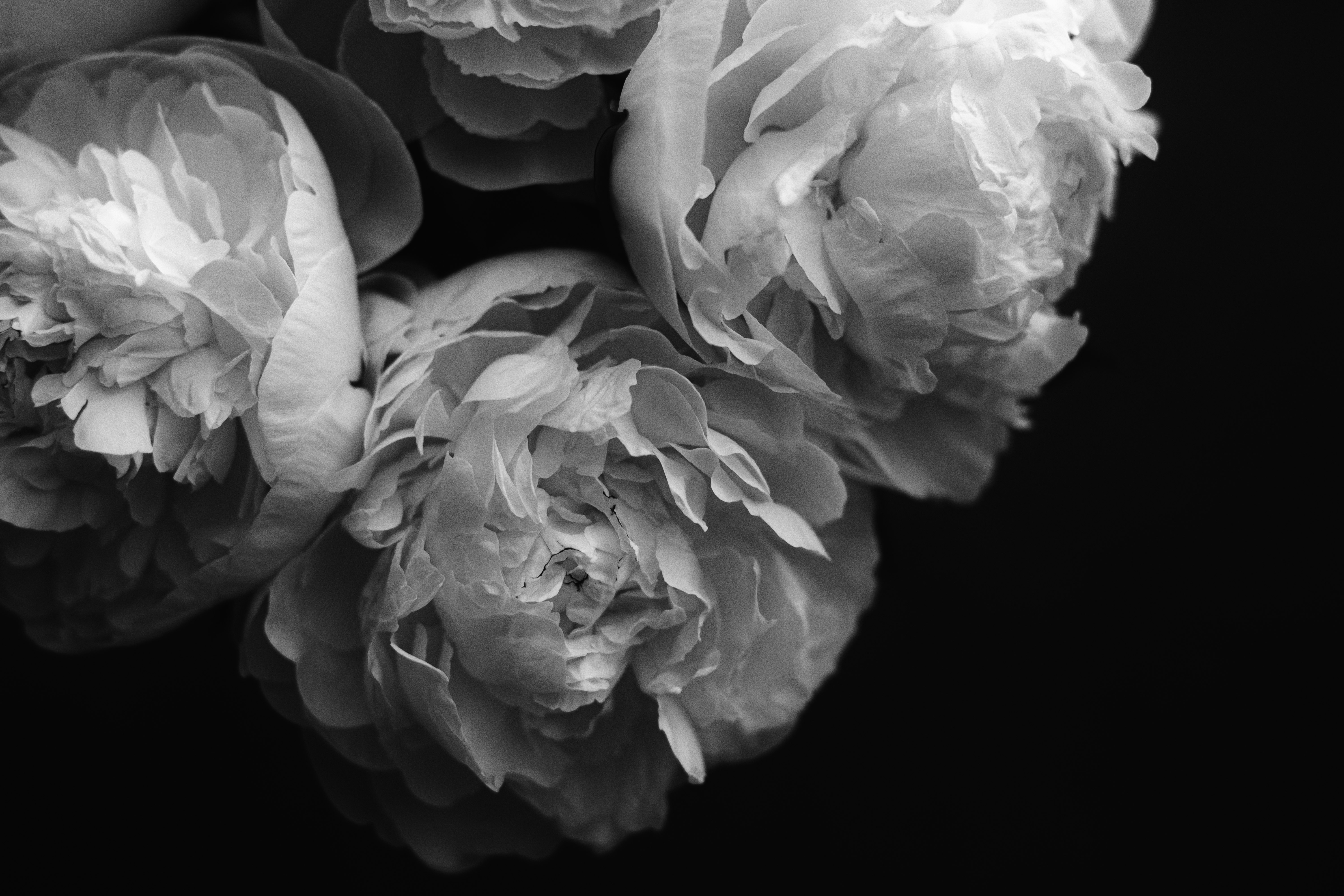 モノクロの芍薬の花びらが重なるクローズアップ