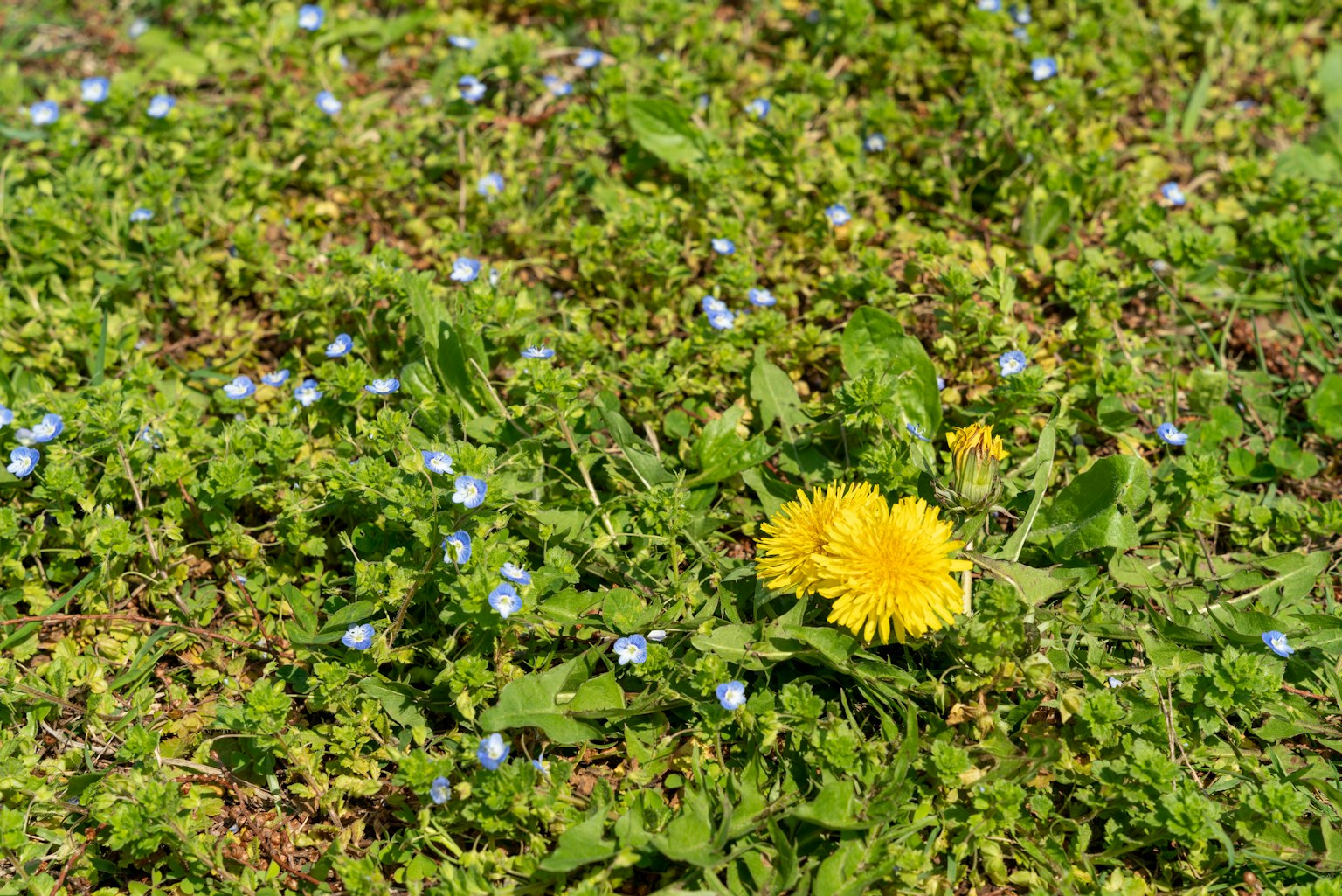 Dente di leone giallo circondato da erba verde e piccoli fiori blu