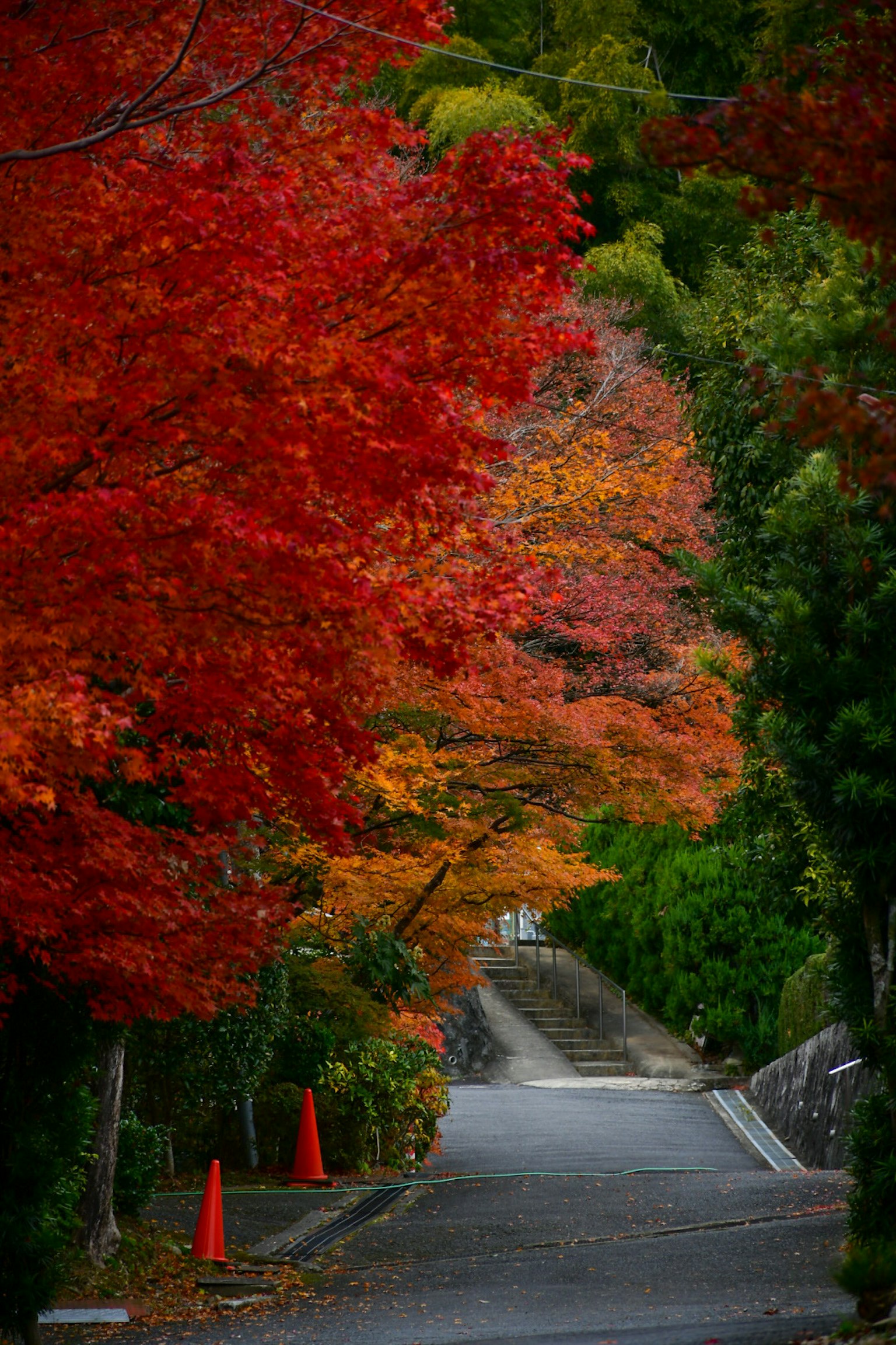 Une route tranquille entourée d'un feuillage d'automne vibrant et d'arbres verts