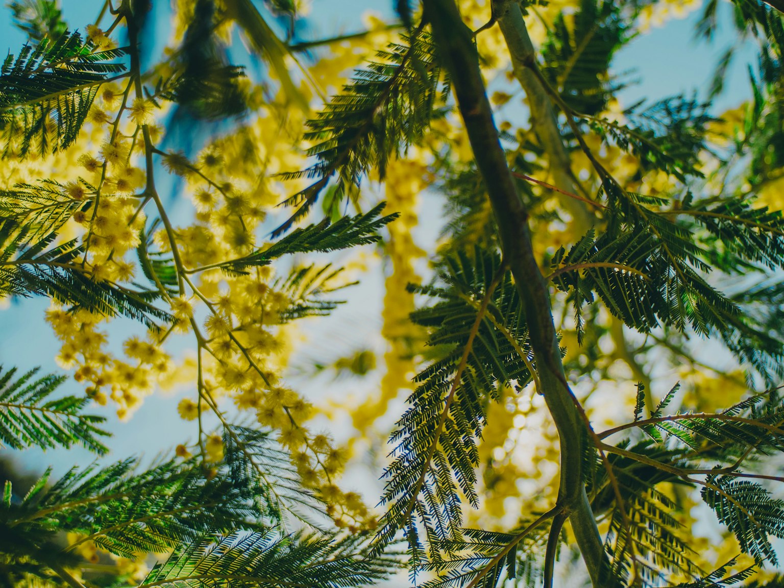 藍天下黃色的含羞草花和綠色葉子的特寫