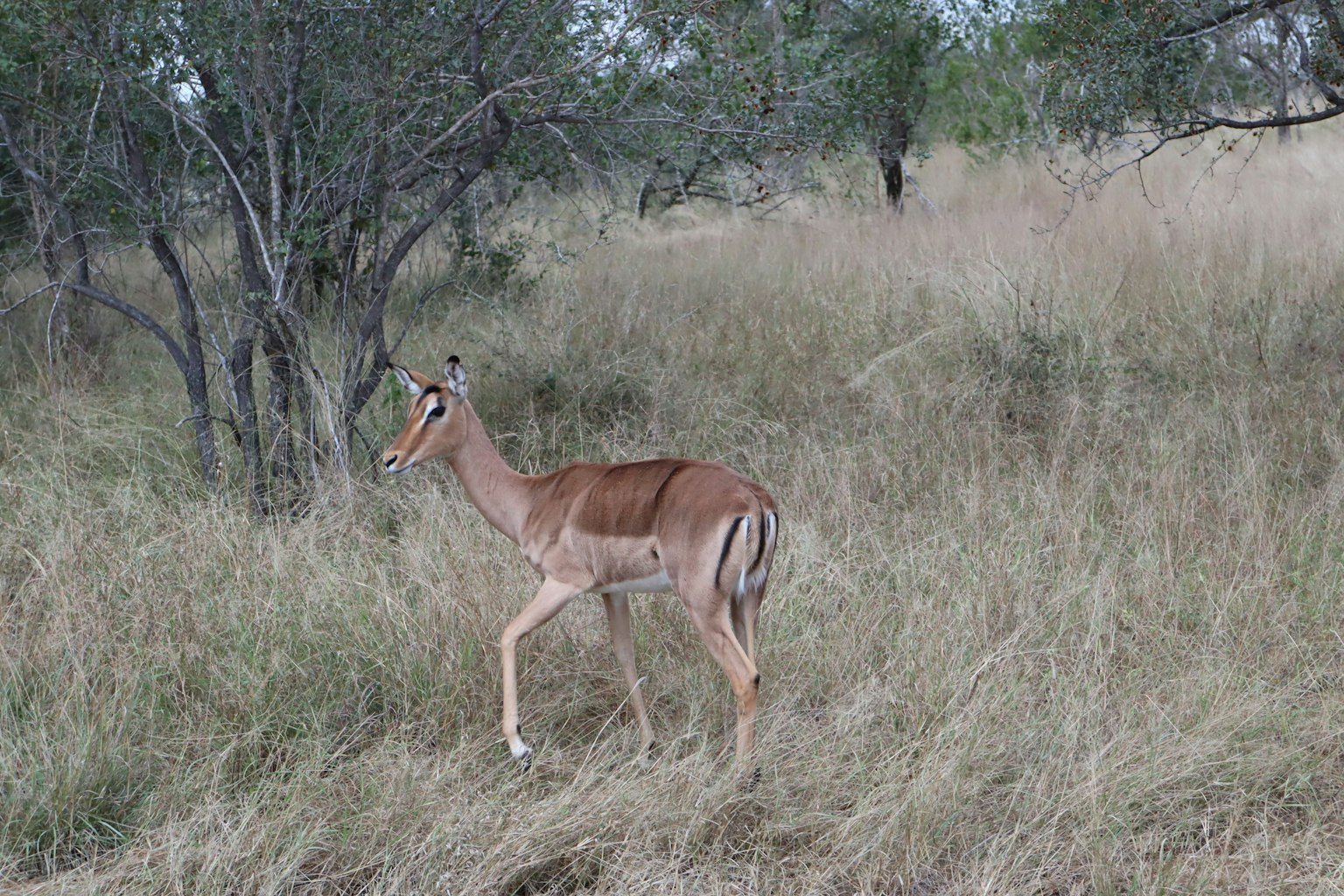 Ein graziler Impala, der durch hohes Gras läuft