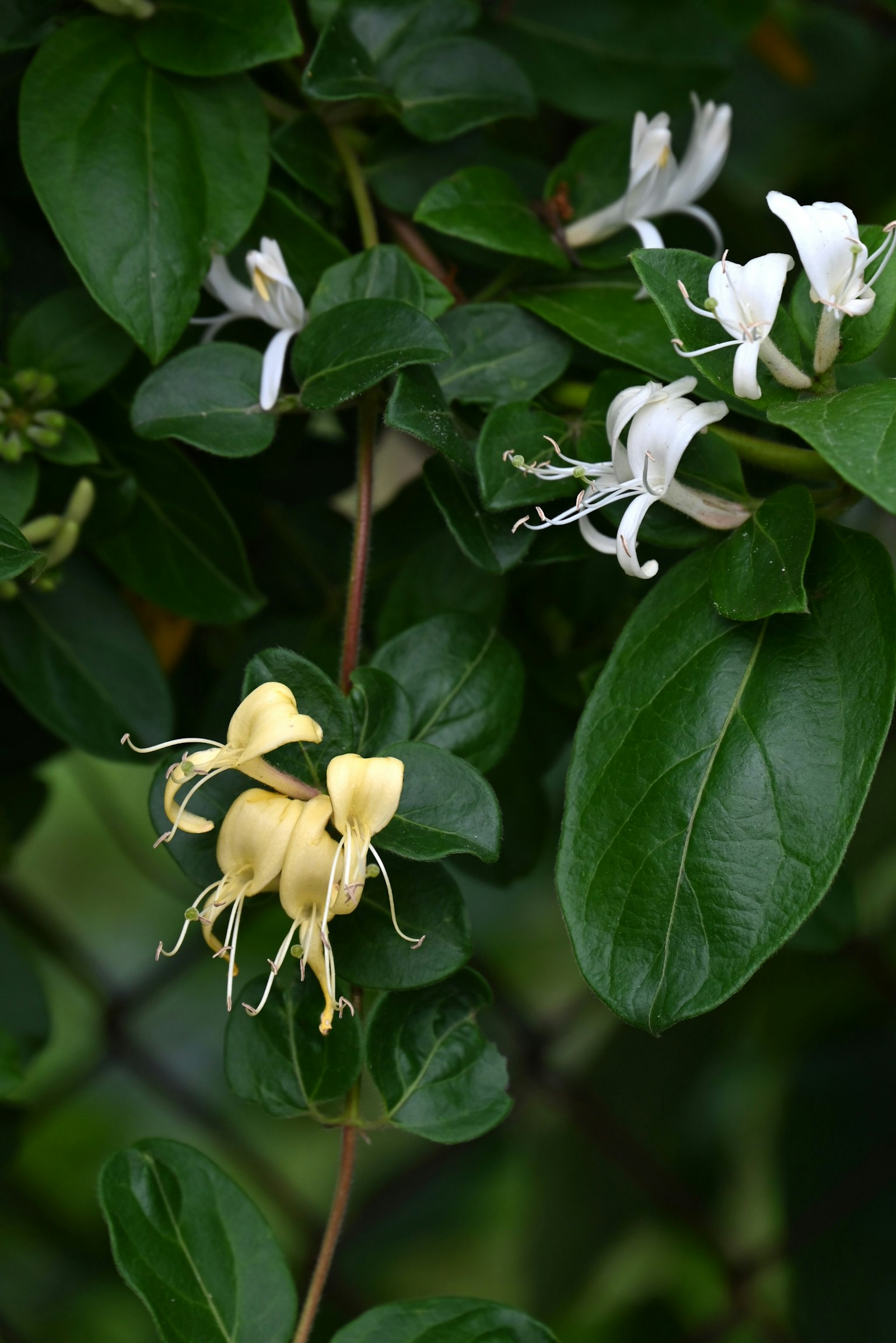 Yellow and white flowers blooming among green leaves
