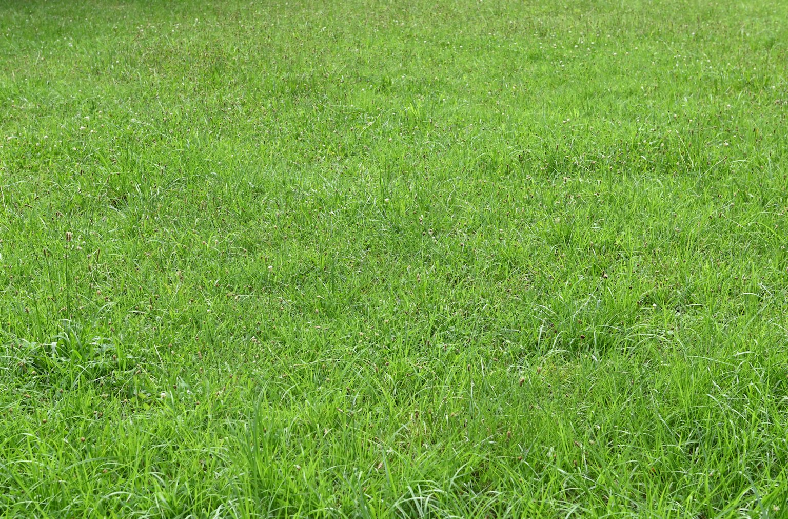 Hierba verde vibrante cubriendo el suelo