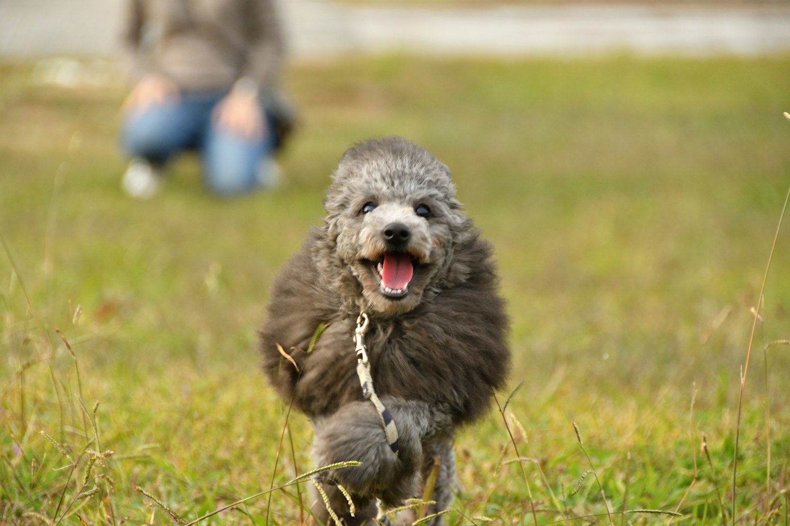 Ein glücklicher Hund, der auf die Kamera zuläuft, mit einer Person im Hintergrund
