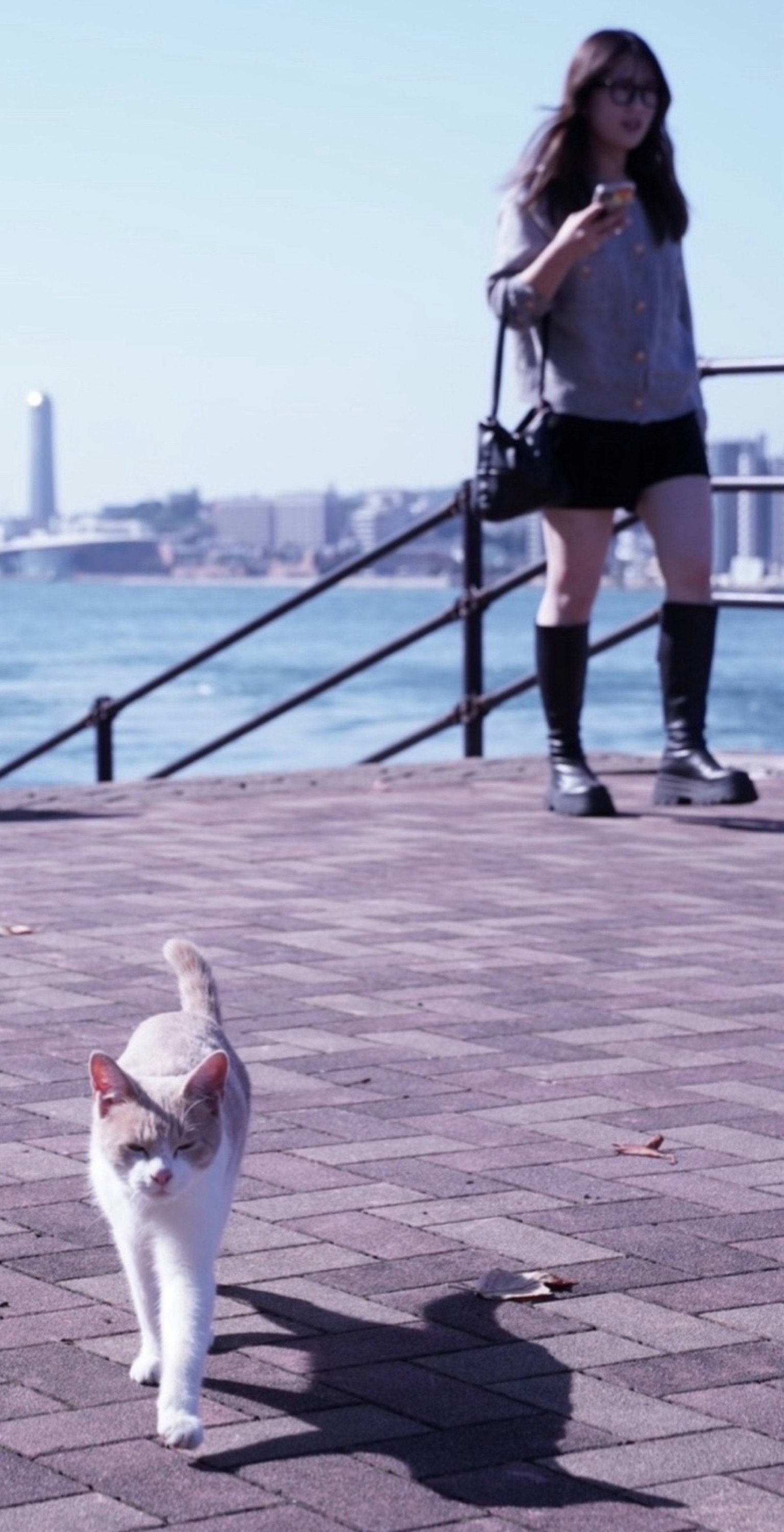 Una donna in piedi vicino al mare con un gatto che cammina verso di lei