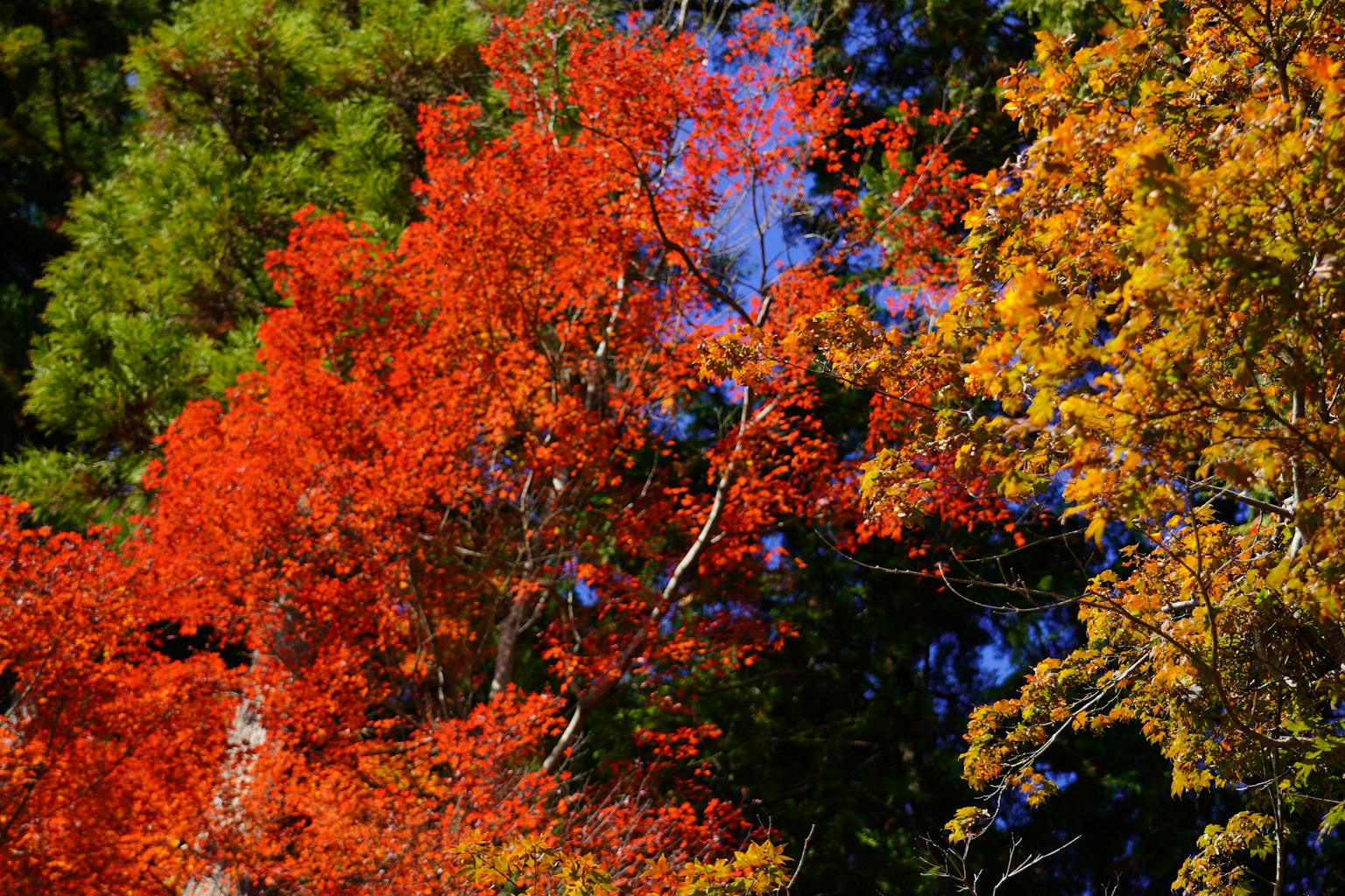 Feuillage d'automne vibrant avec des feuilles rouges et jaunes