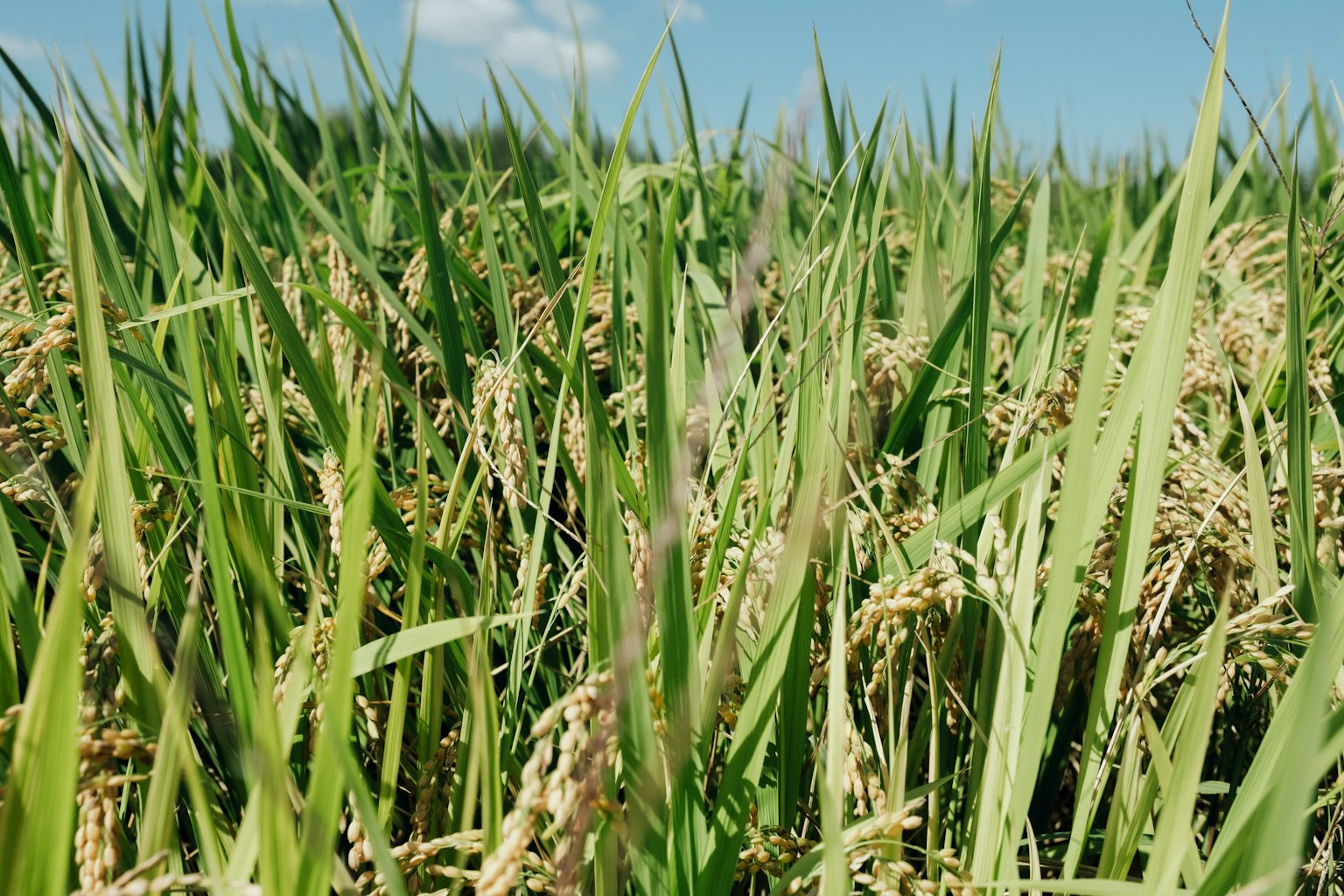 Plantes de riz vertes luxuriantes dans un champ sous un ciel bleu clair