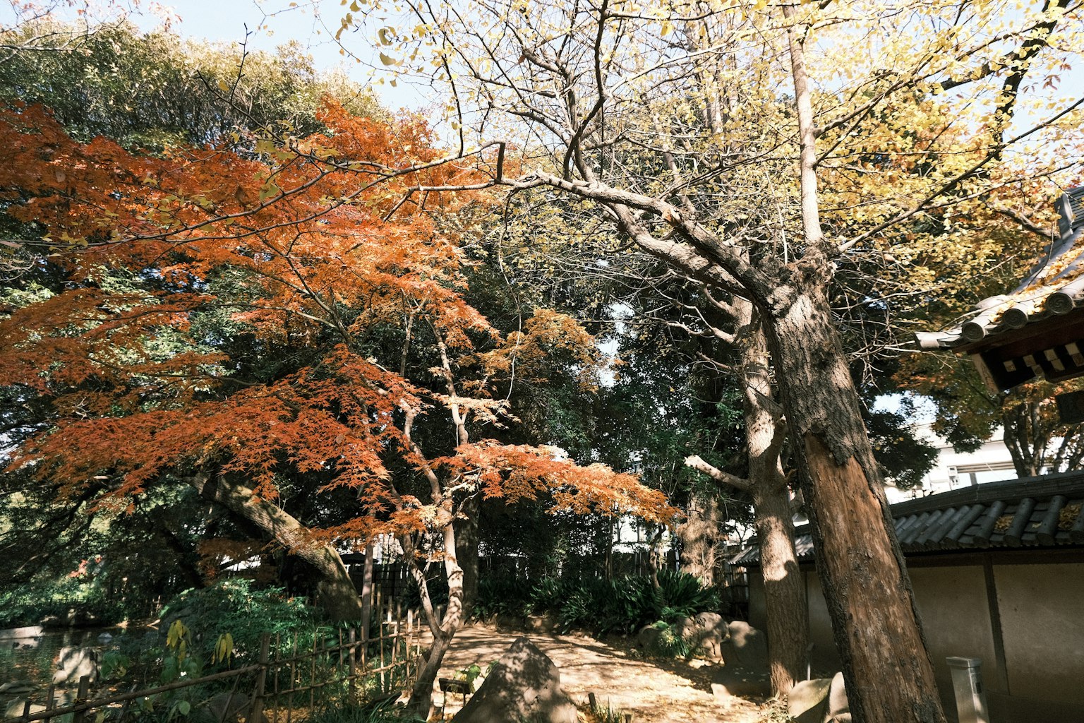 Paysage d'automne avec des arbres colorés et un feuillage