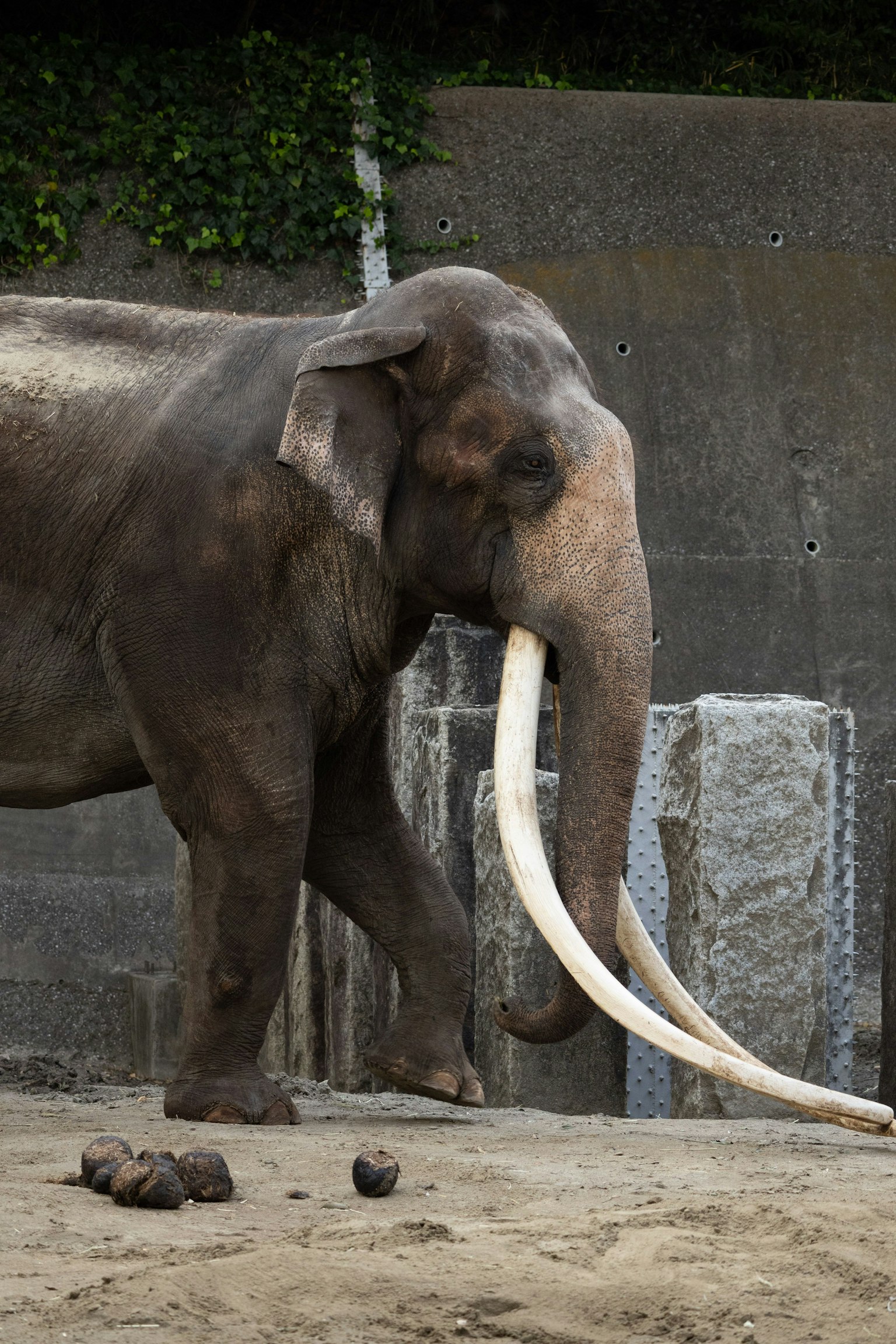 動物園裡走動的象