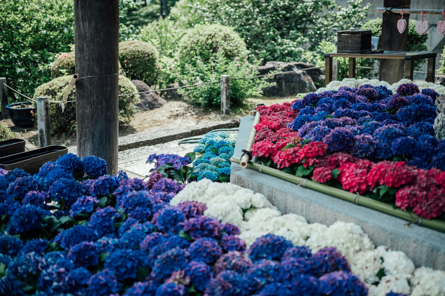Vibrant hydrangeas in various colors arranged in a garden