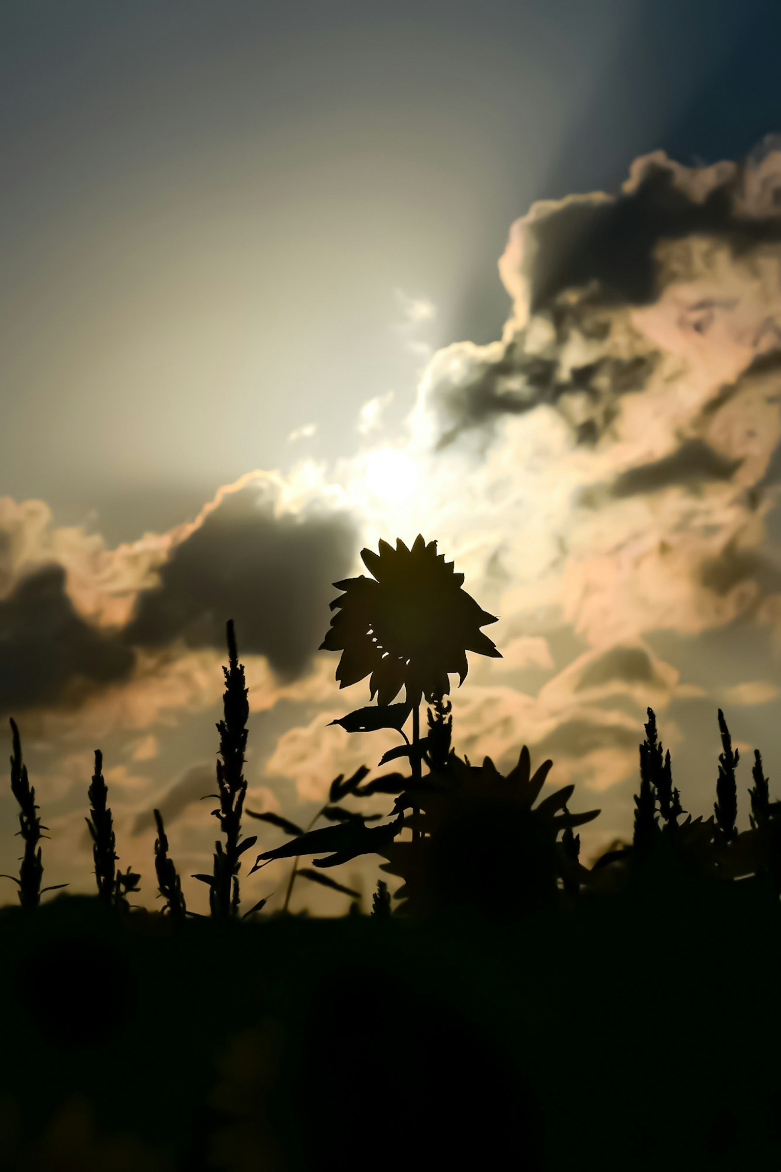 Silhouette d'un tournesol contre le coucher de soleil avec des nuages