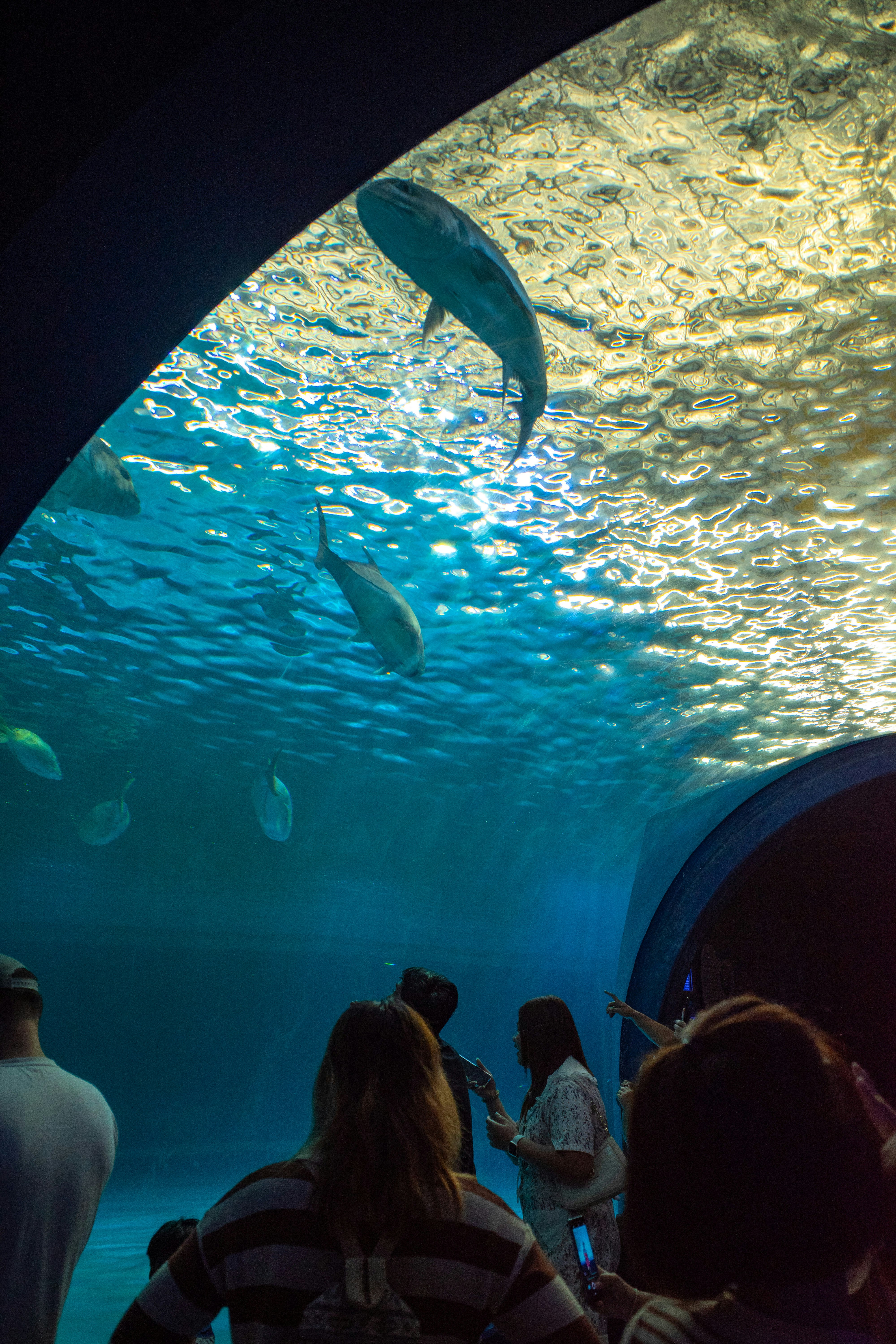 aquarium tunnel tank with swimming fish and visitor silhouettes