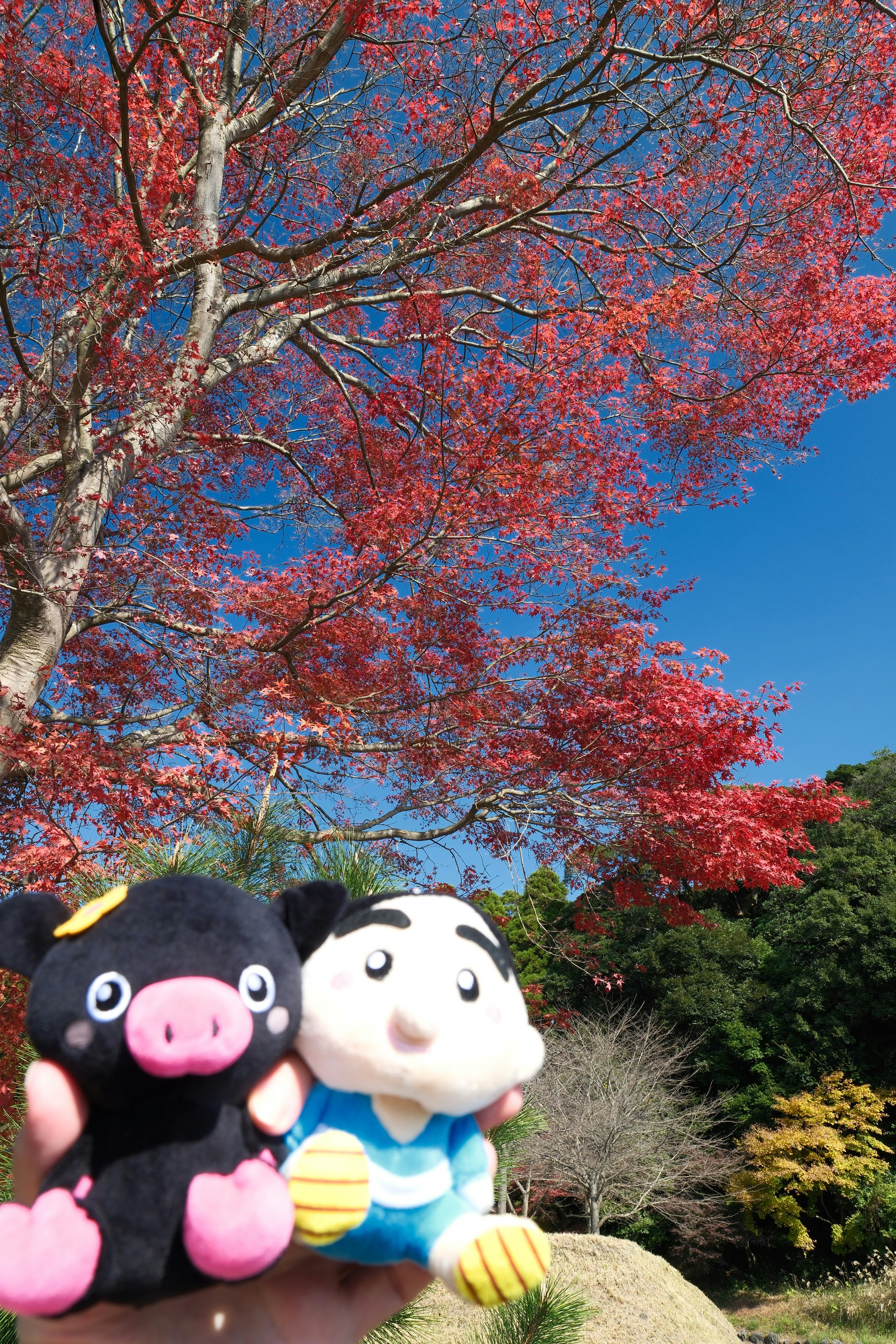霧島神宮の紅葉と青空の下のぬいぐるみ
