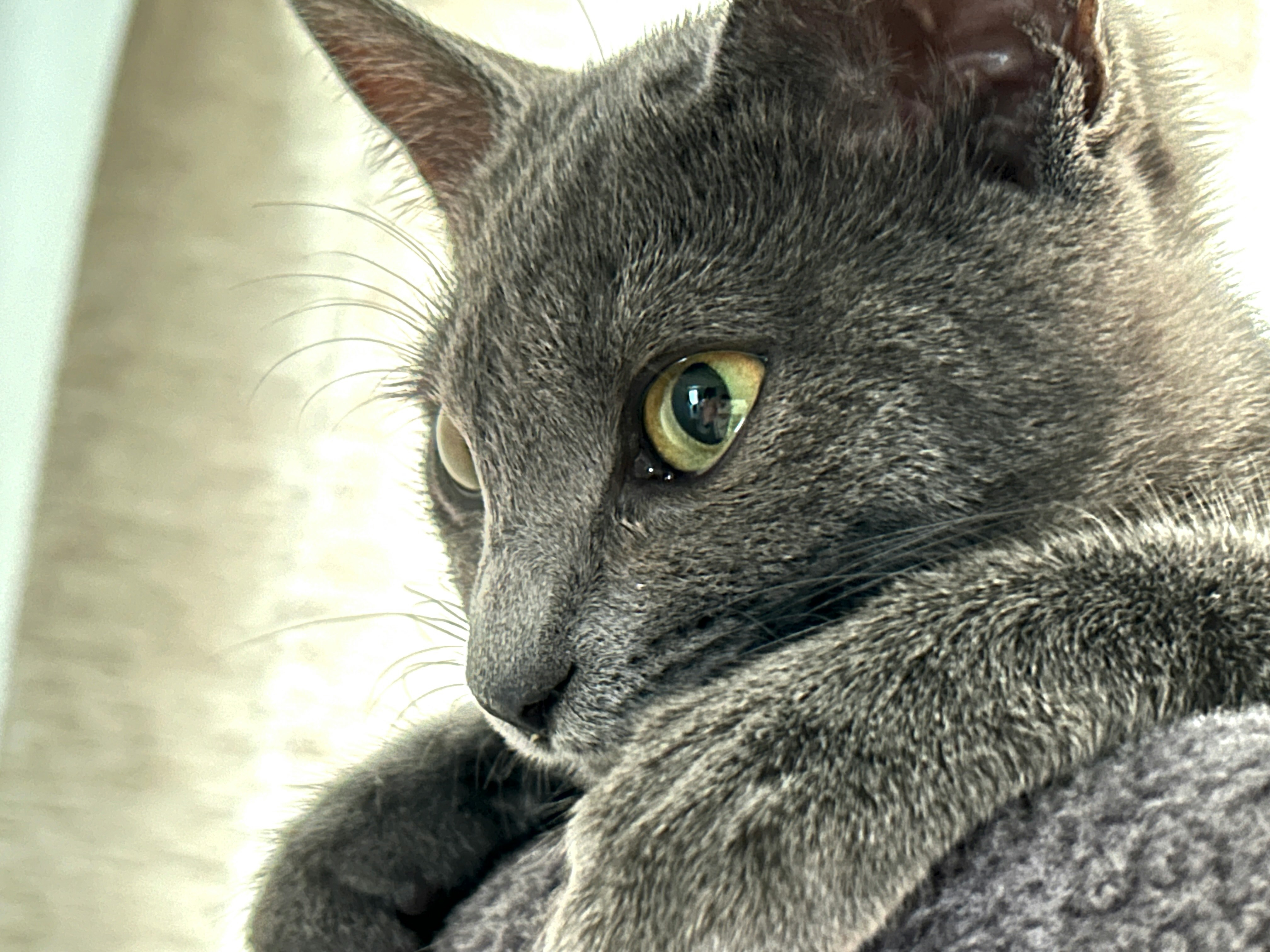 Anak kucing abu-abu menatap kamera, close-up kucing penyelamat